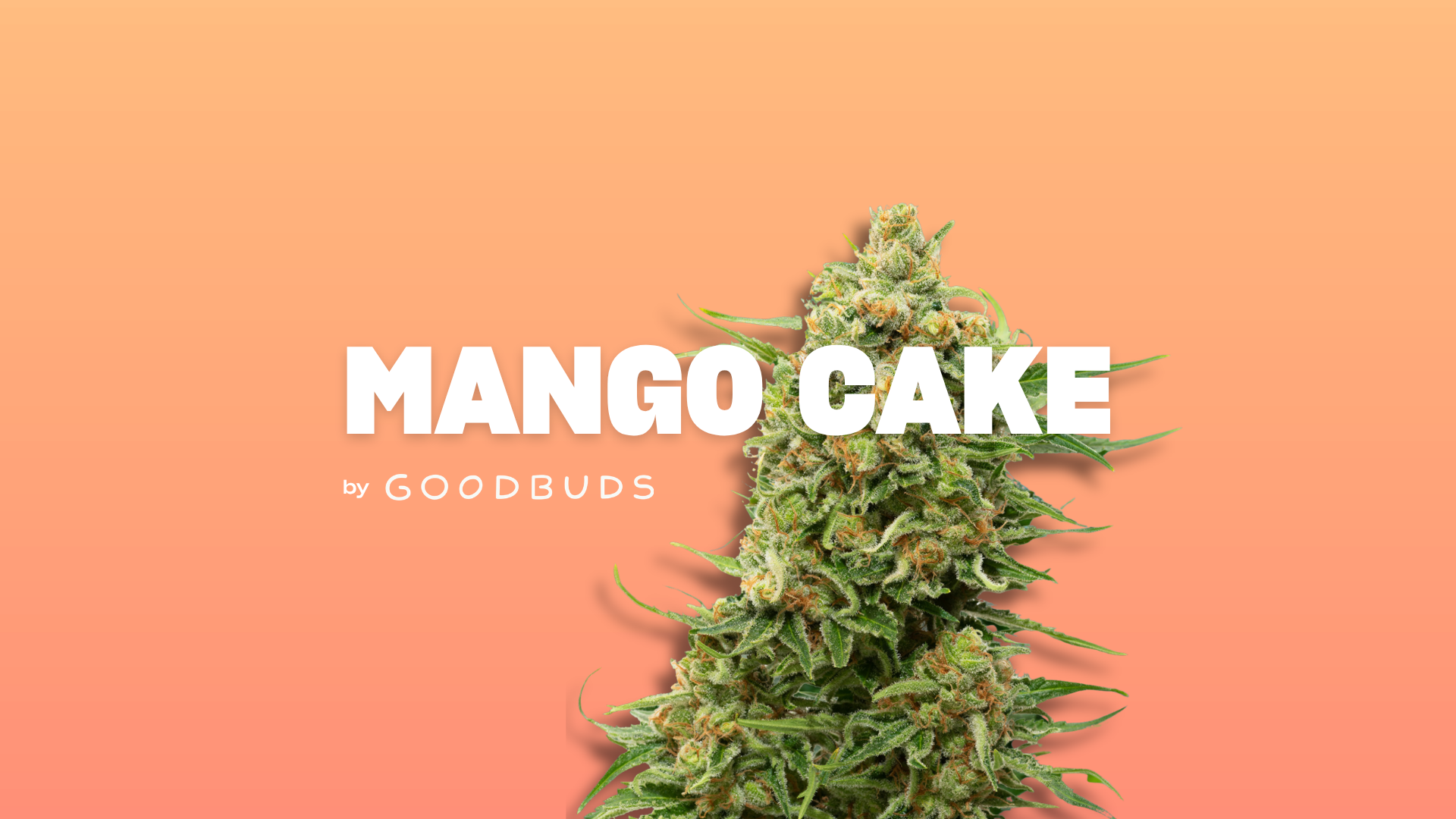 Mango Cake Cannabis