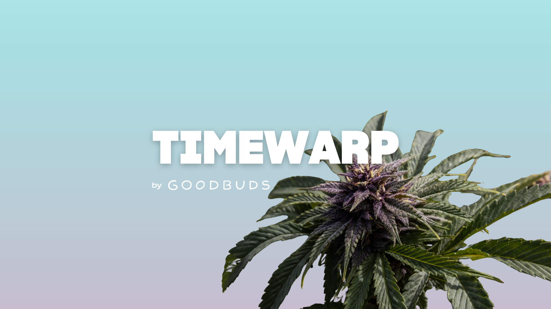 GOOD BUDS Timewarp