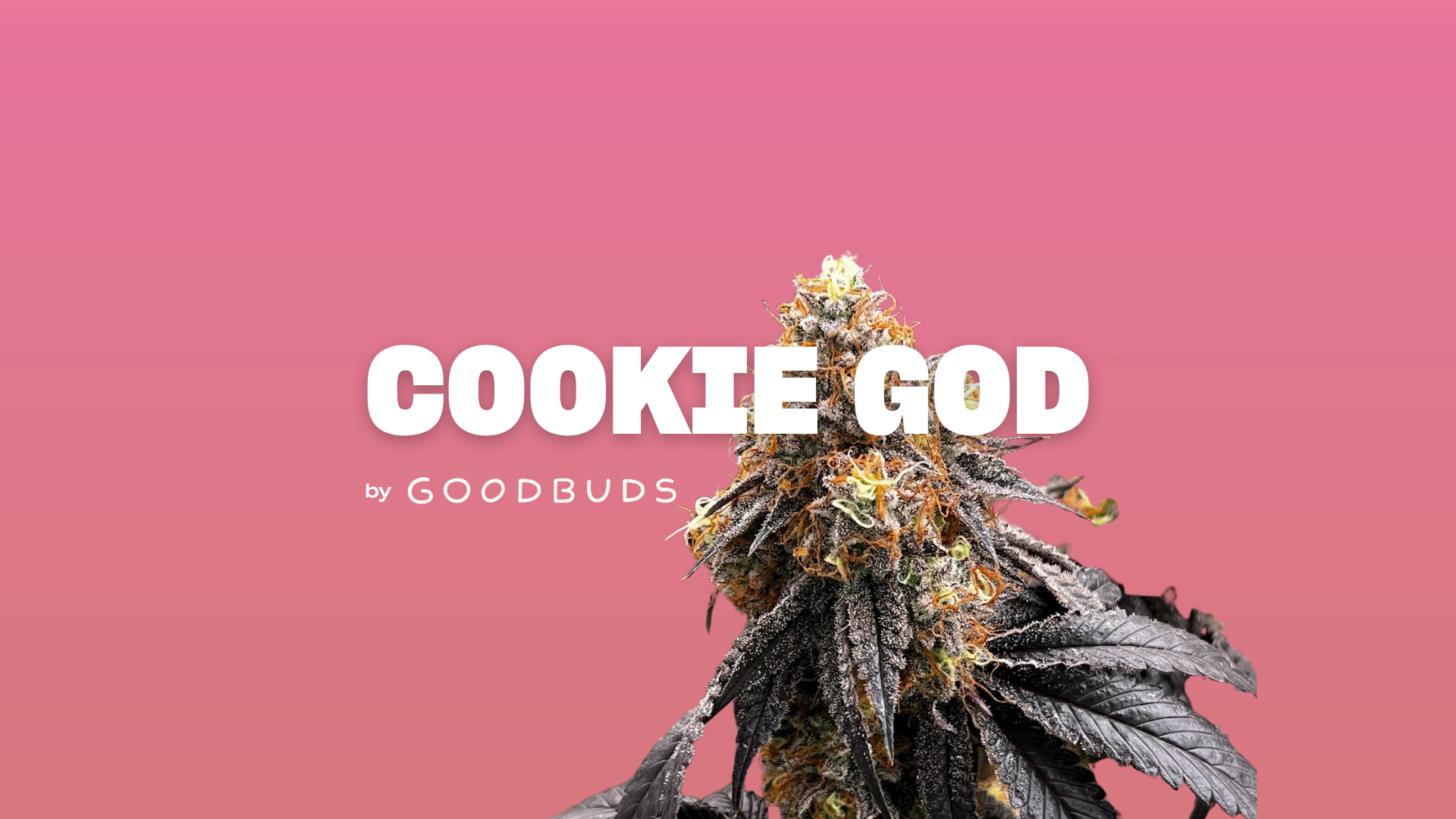 Cookie God Strain