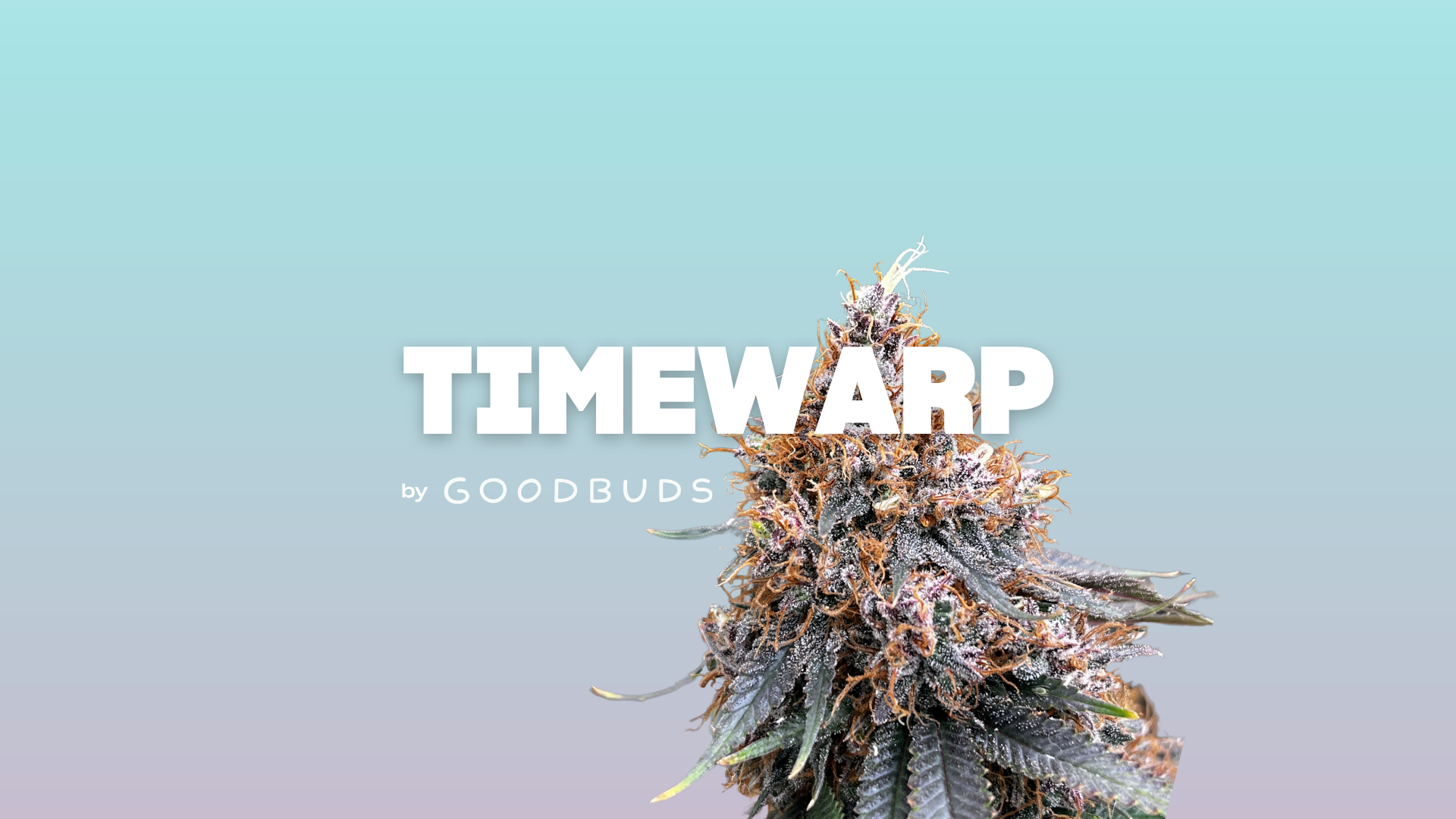 GOOD BUDS Timewarp
