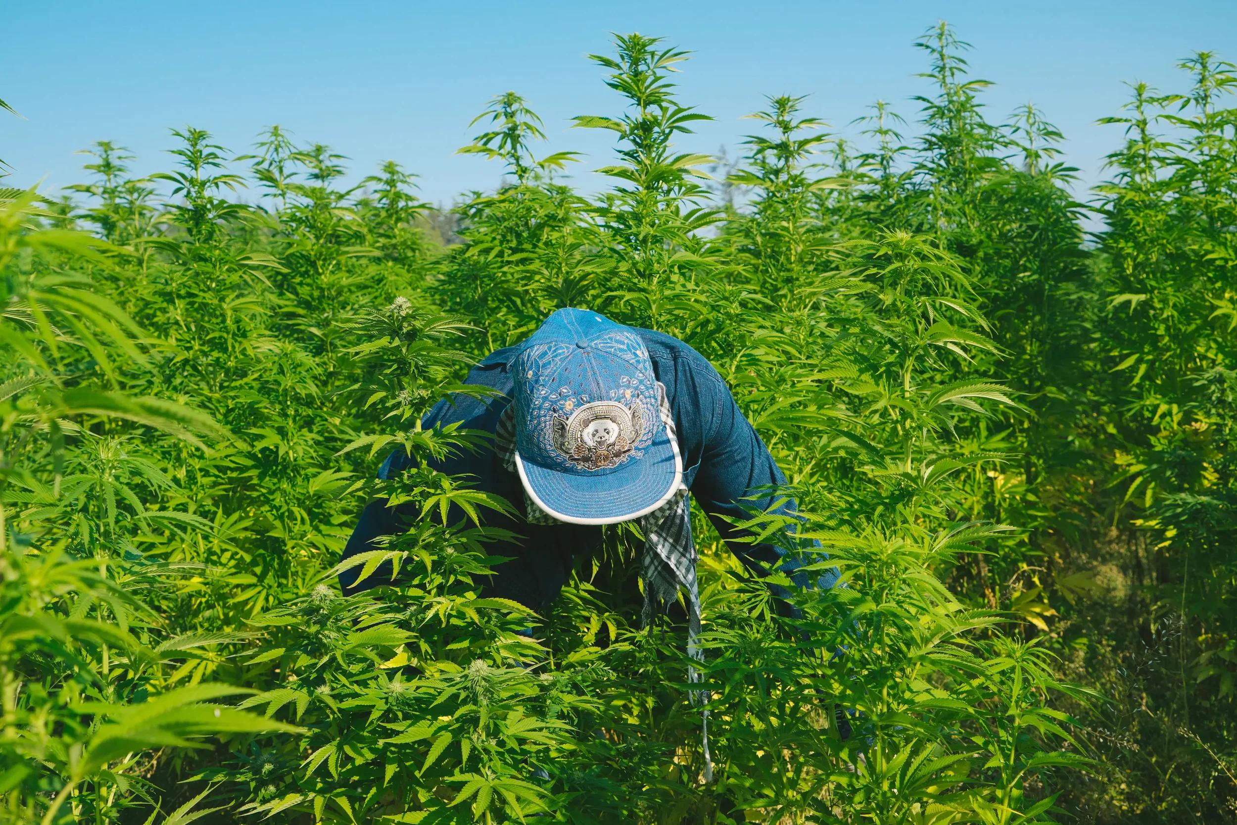 Is Outdoor Cannabis Lower Quality?