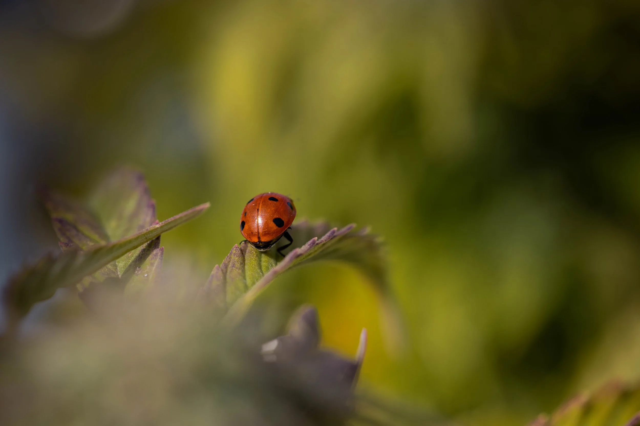 What Is Living Soil Cannabis?