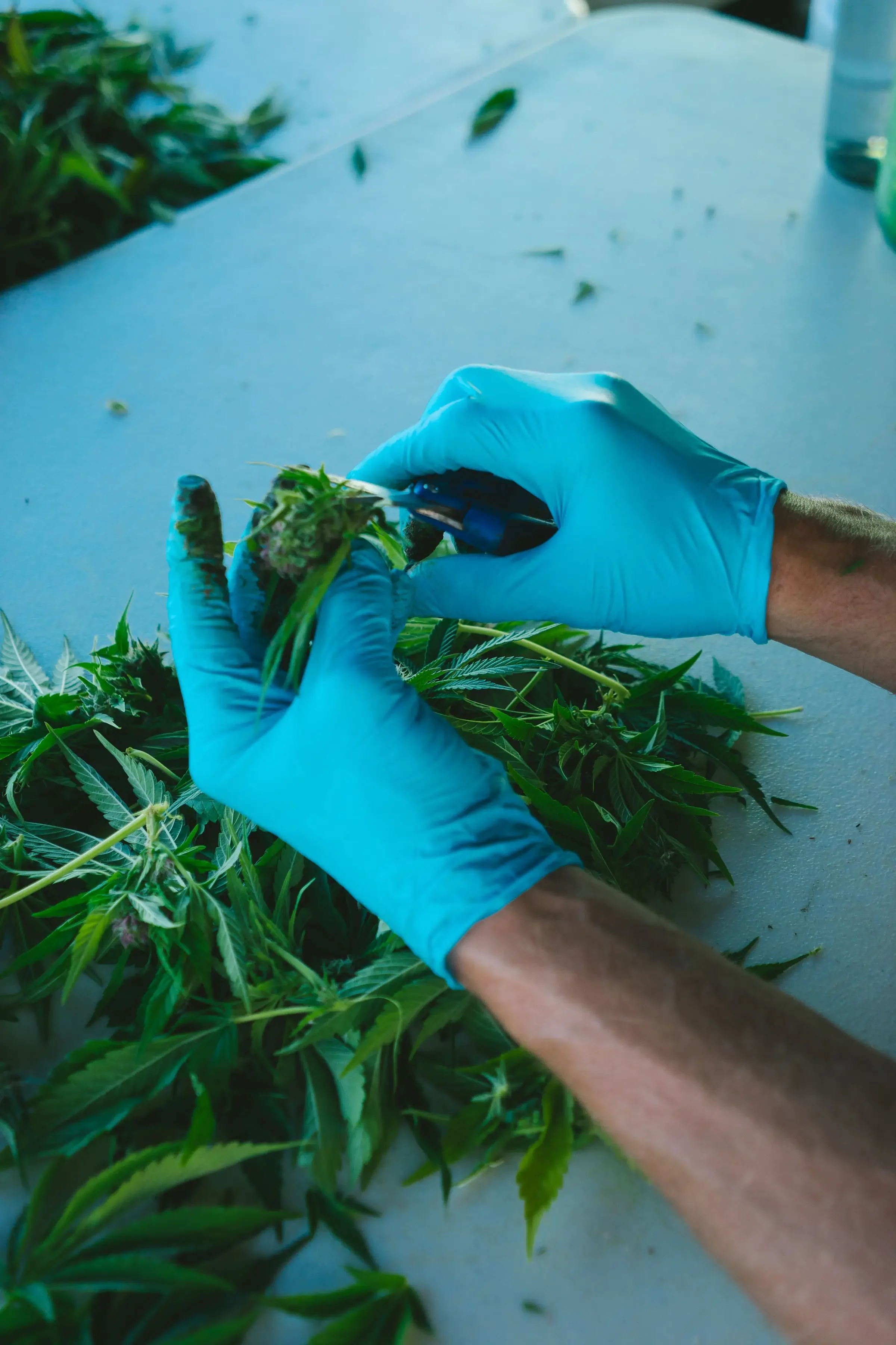 What Is CBGa in Cannabis?