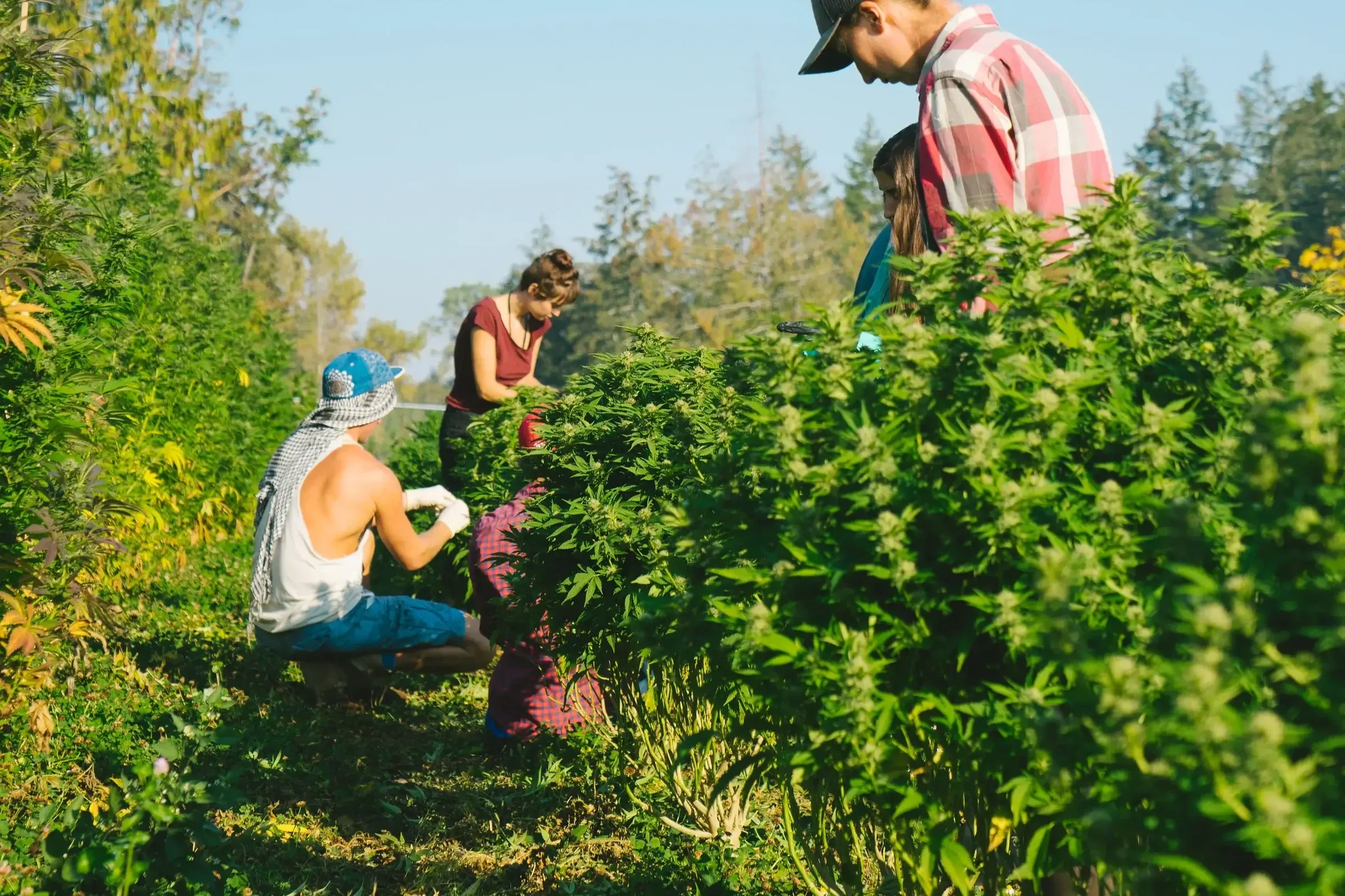 One harvest a year