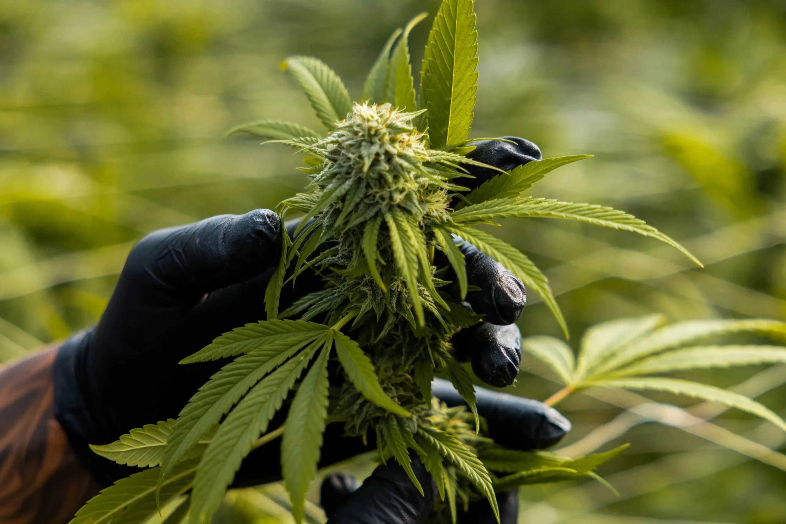 Cannabis sustainability: packaging waste vs production waste