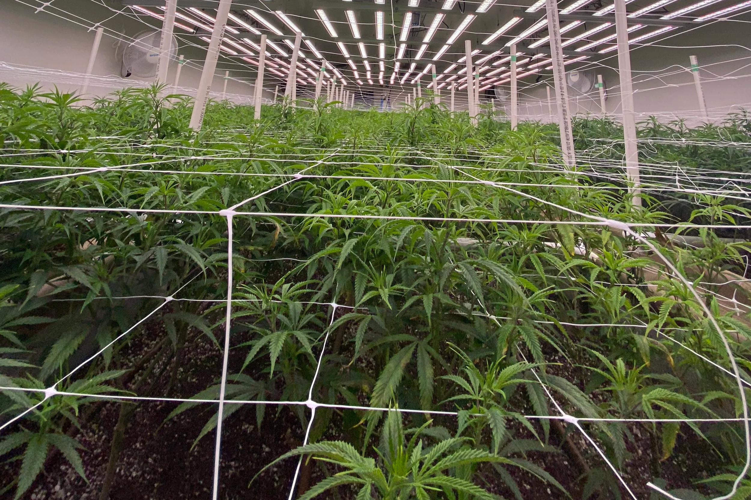 We've grown in the same soil since 2019. Here's why we never replace it.