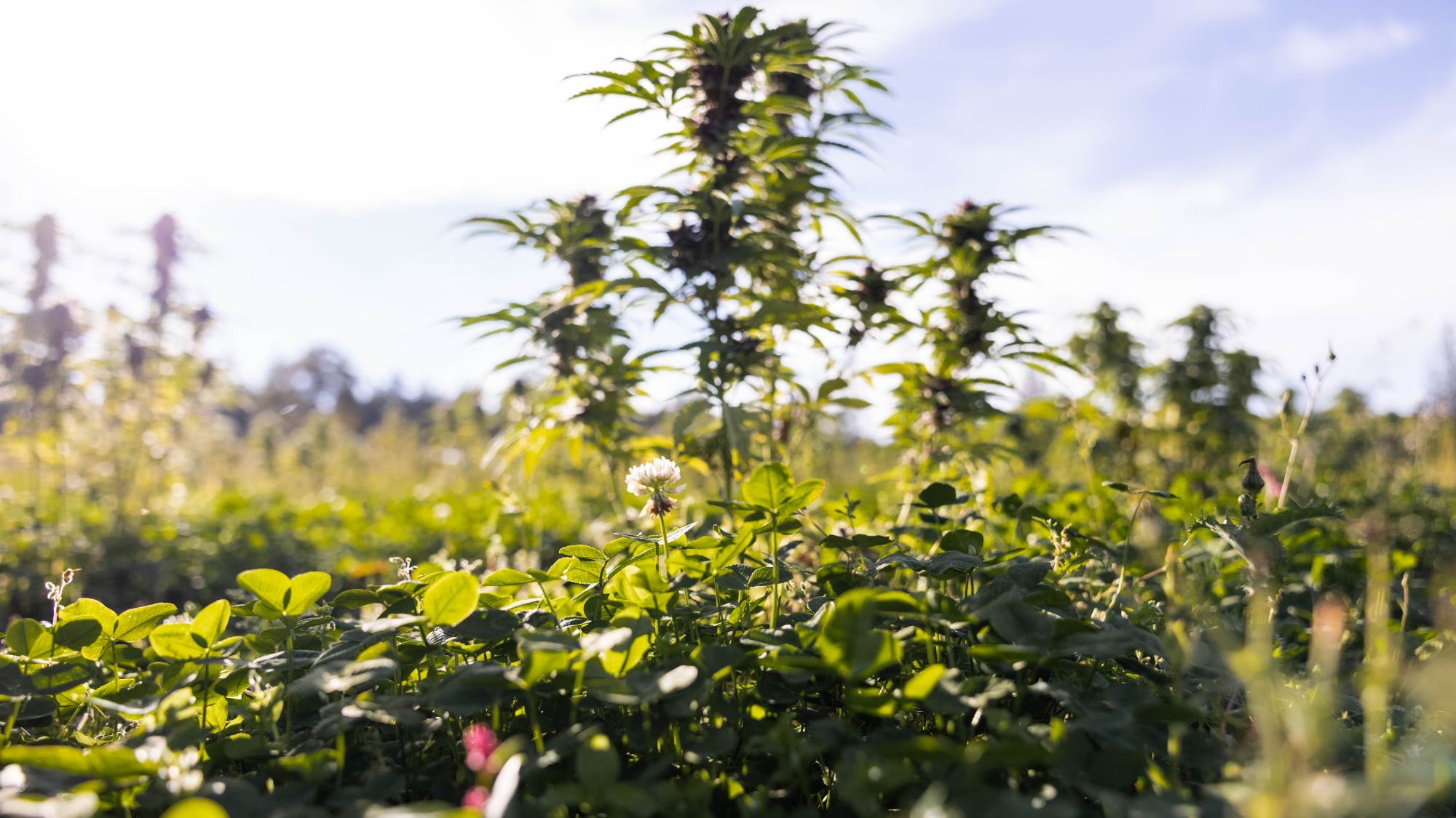 The Genetics Problem: Why Most Cannabis Strains Fail Outdoors