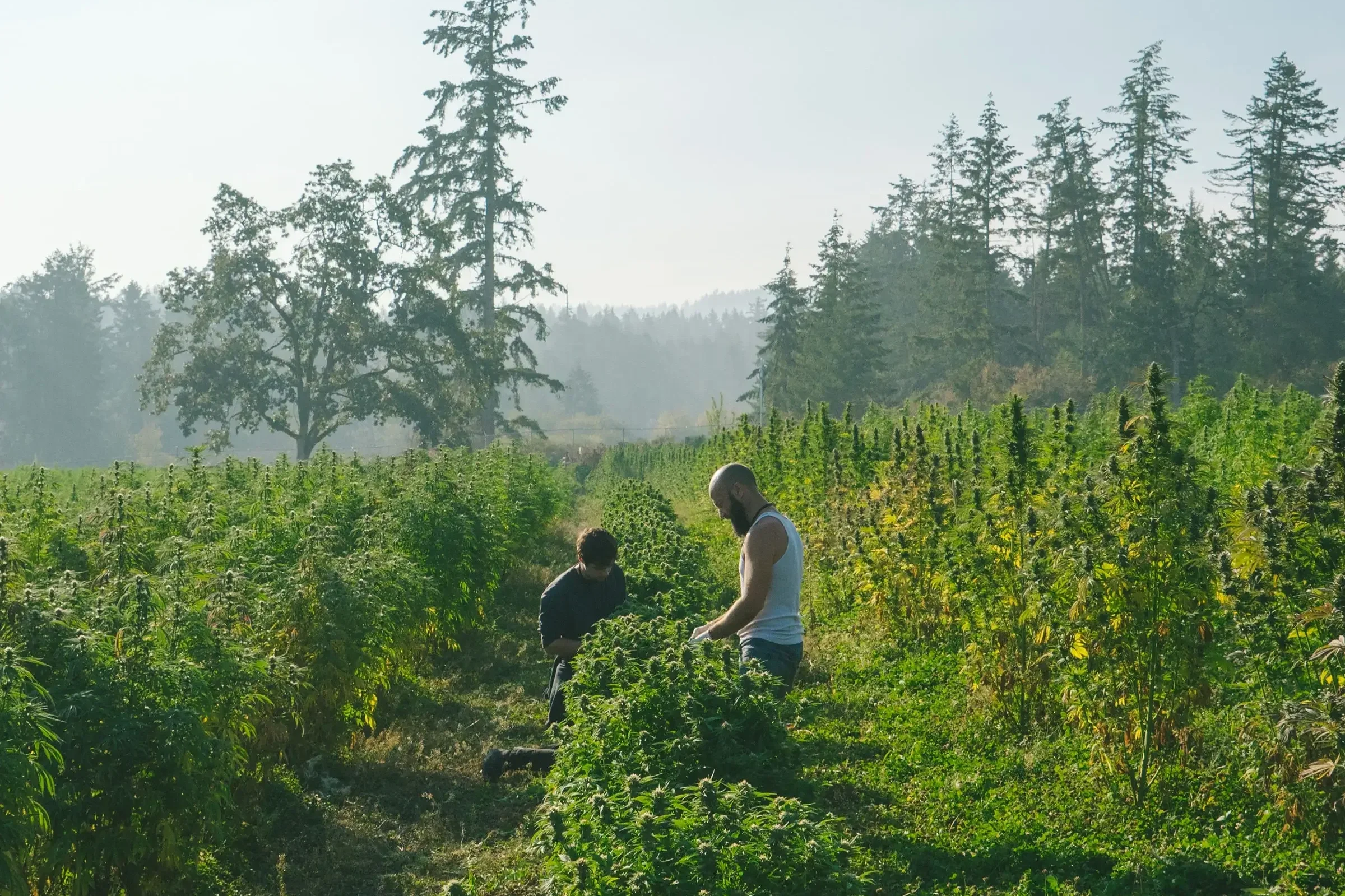 Why Outdoor Cannabis Costs Less to Grow &amp; Why Most LPs Still Don't Do It