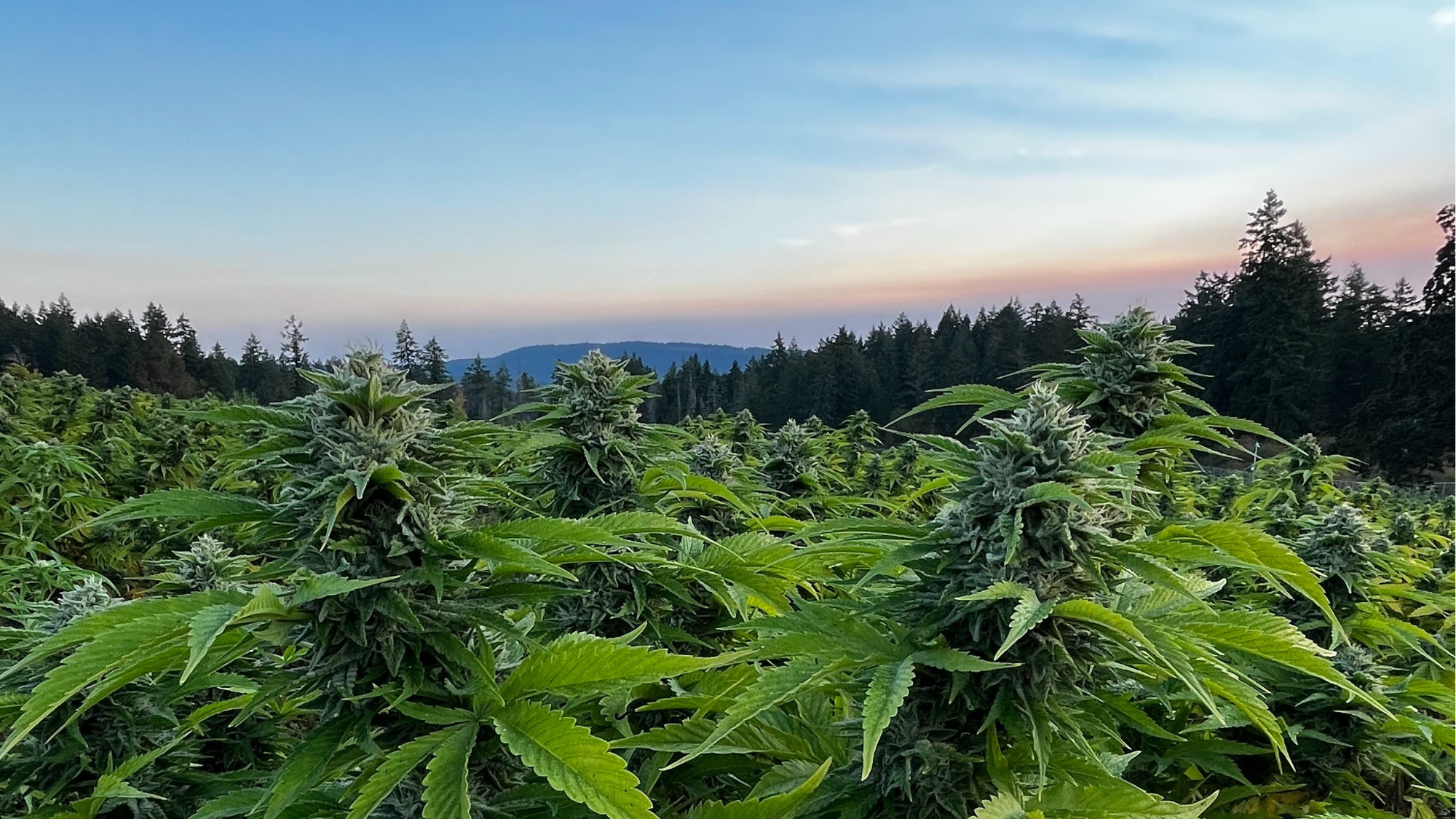 If You Like Ghost Train Haze, You Might Like GOOD BUDS Gluerangutan