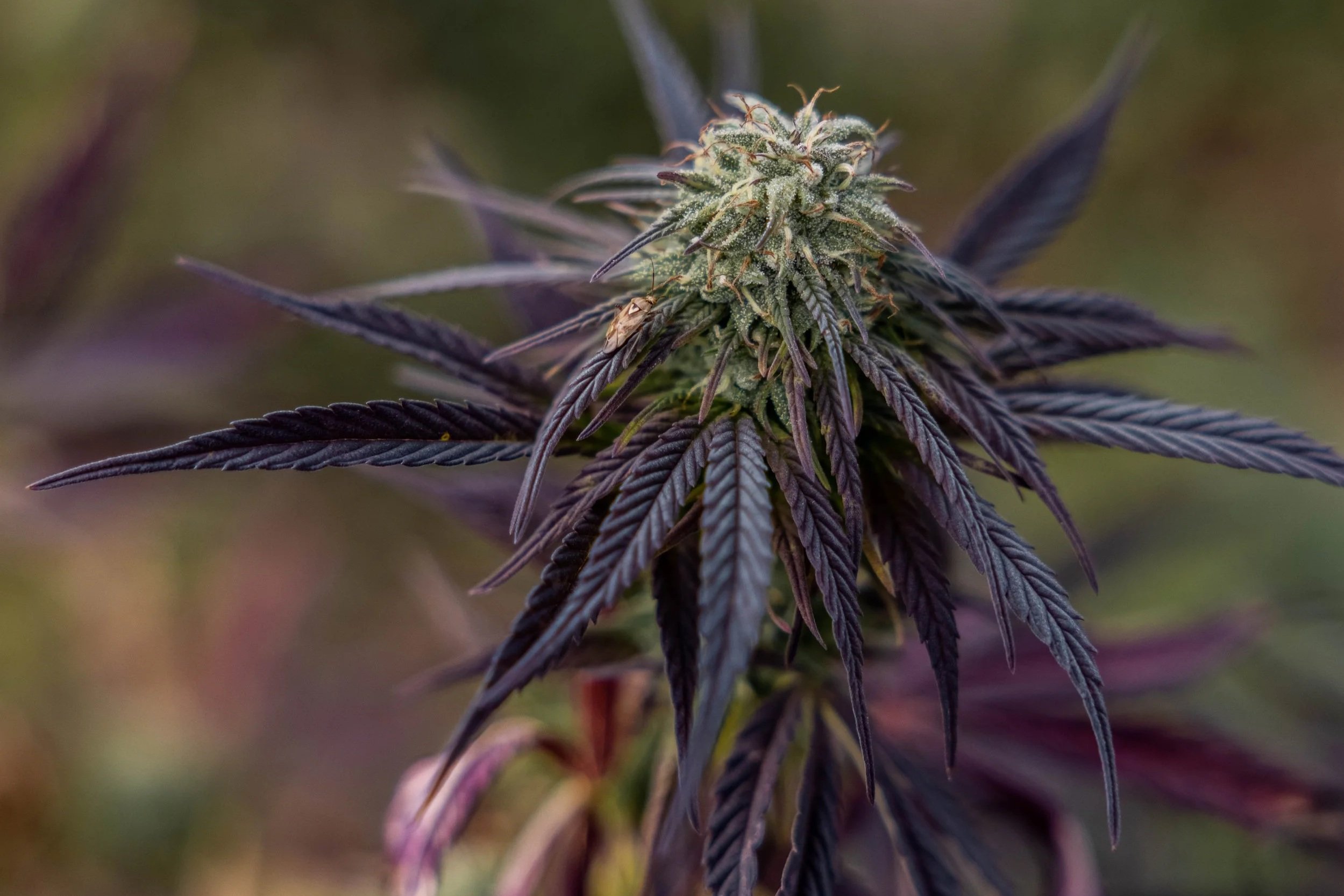 If You Like Blue Dream, You Might Like Timewarp