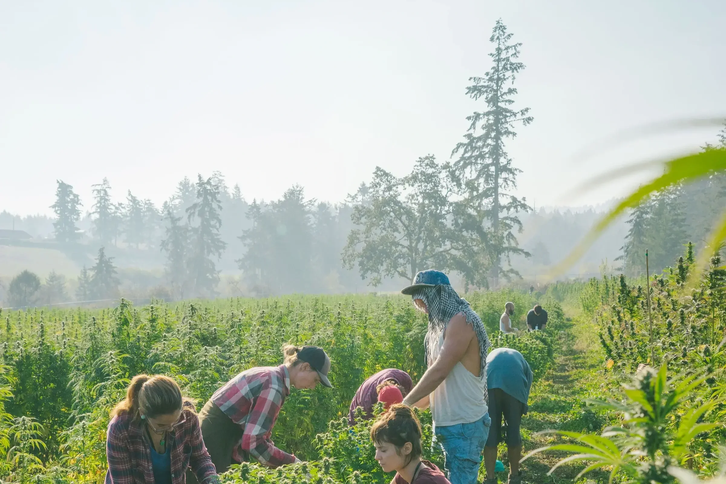 Is regenerative cannabis a certification, or just a claim?