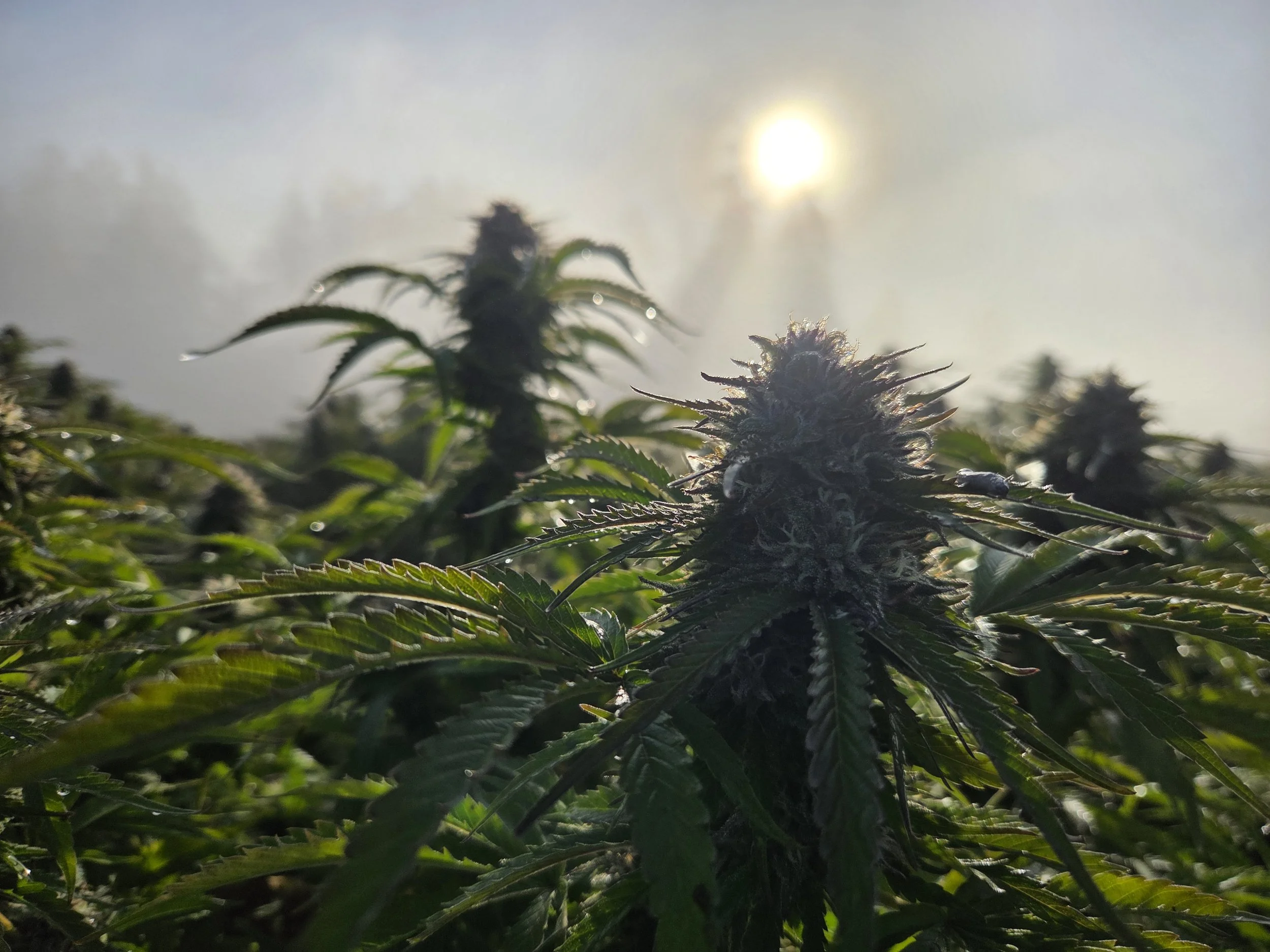 Does GOOD BUDS Irradiate Its Cannabis?