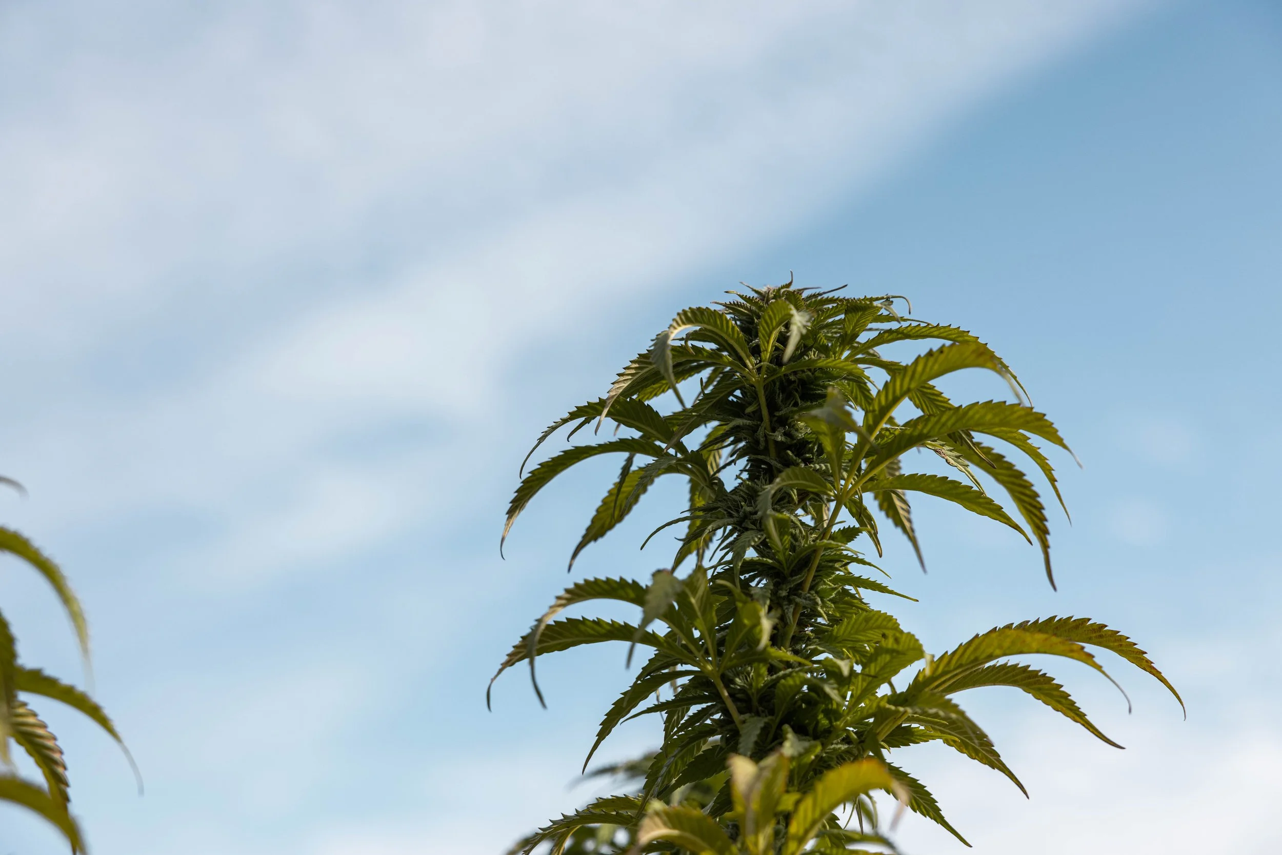 Gluerangutan cannabis plant growing under the sun on our salt Spring Island family farm