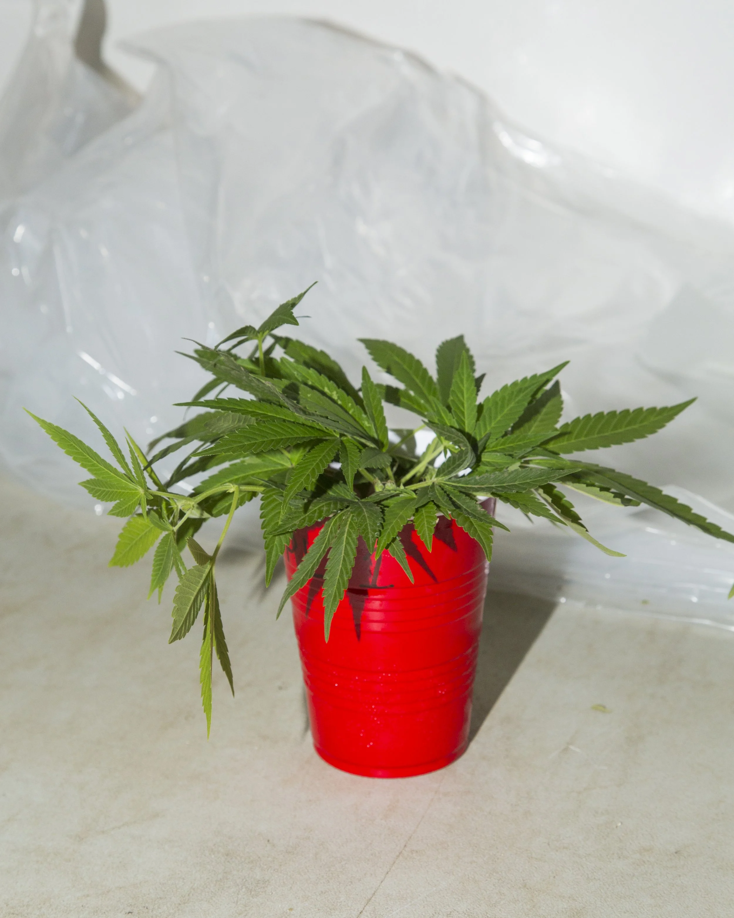 FVOPA Certified Organic cannabis — GOOD BUDS Salt Spring Island