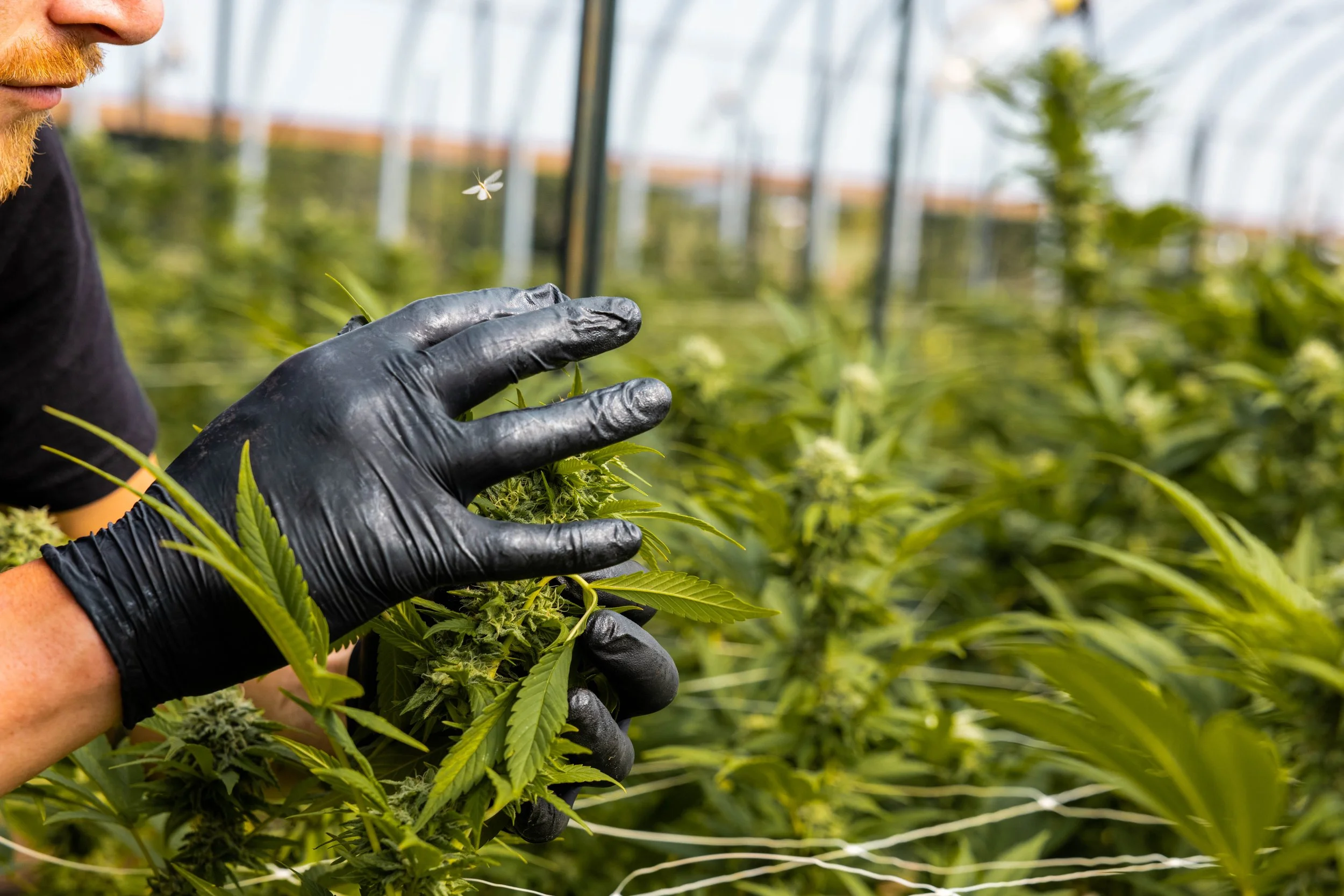 Tyler Rumi Handling Organic Mango Cake Cannabis Plant
