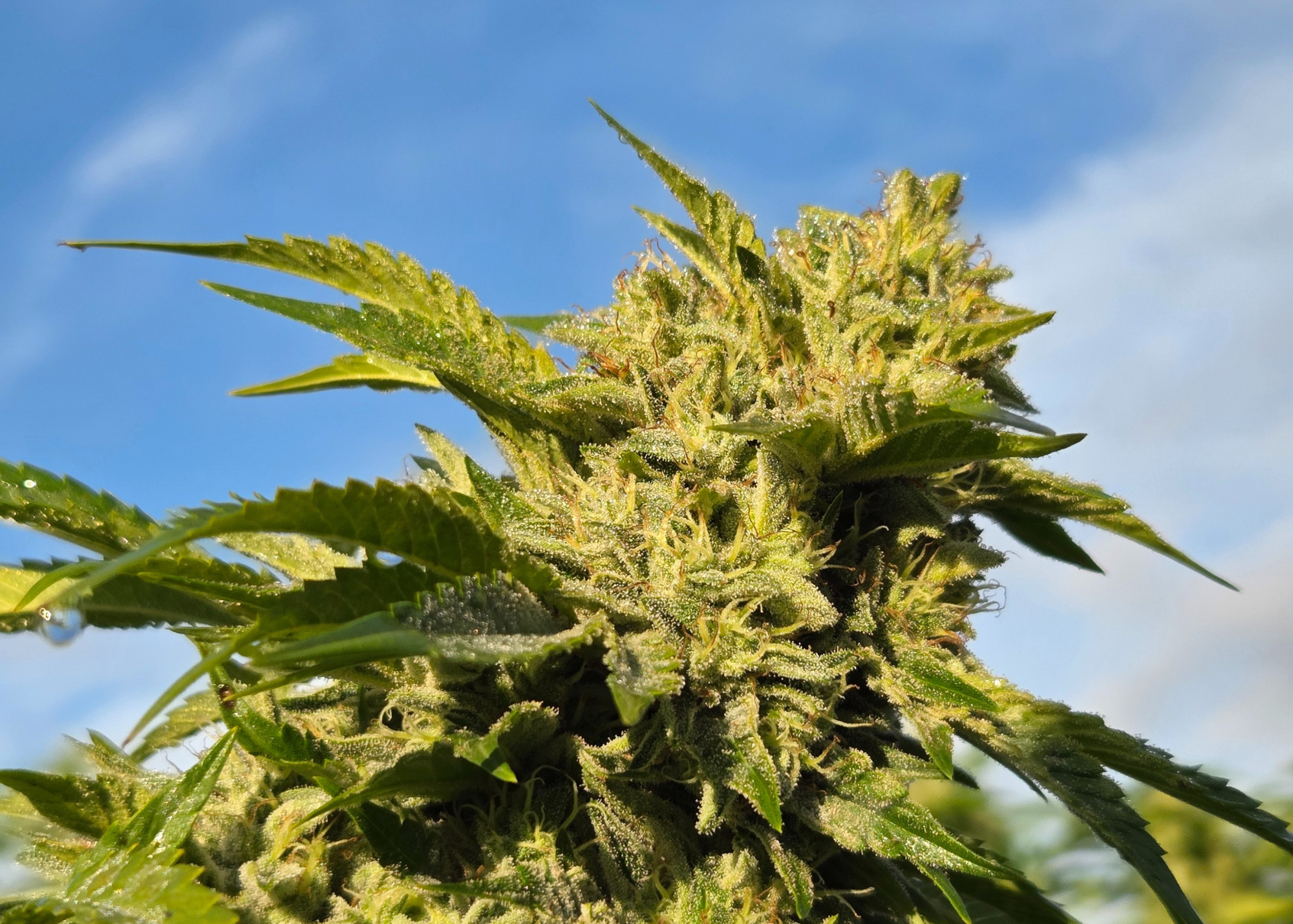 Gluerangutan cannabis strain — GOOD BUDS