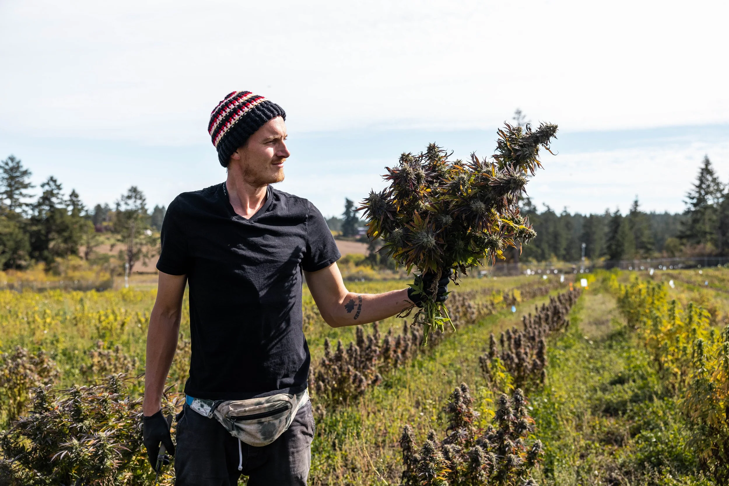 GOOD BUDS organic cannabis farm, Salt Spring Island, BC