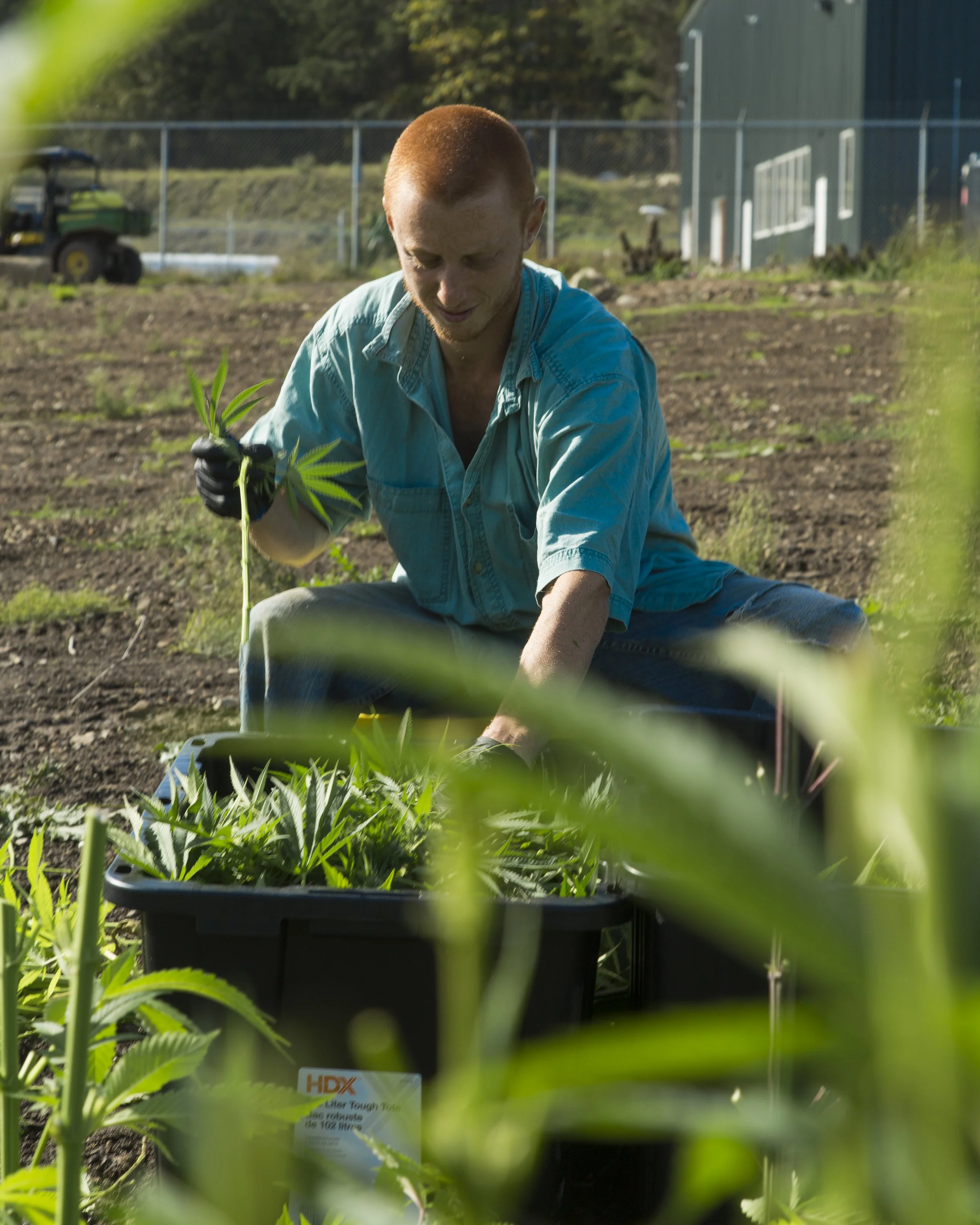 GOOD BUDS employee hand harvesting sungrown living soil organic cannabis on Salt Spring Island family farm