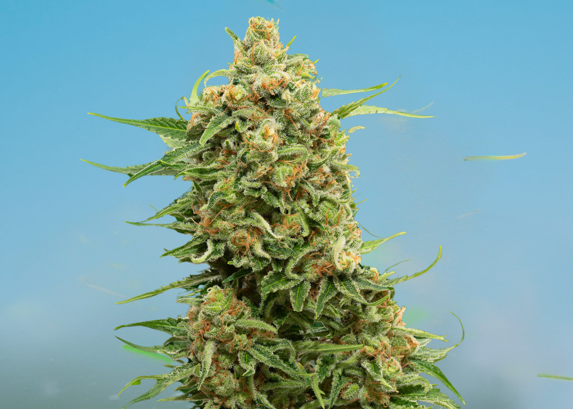 Mango Cake cannabis strain — GOOD BUDS