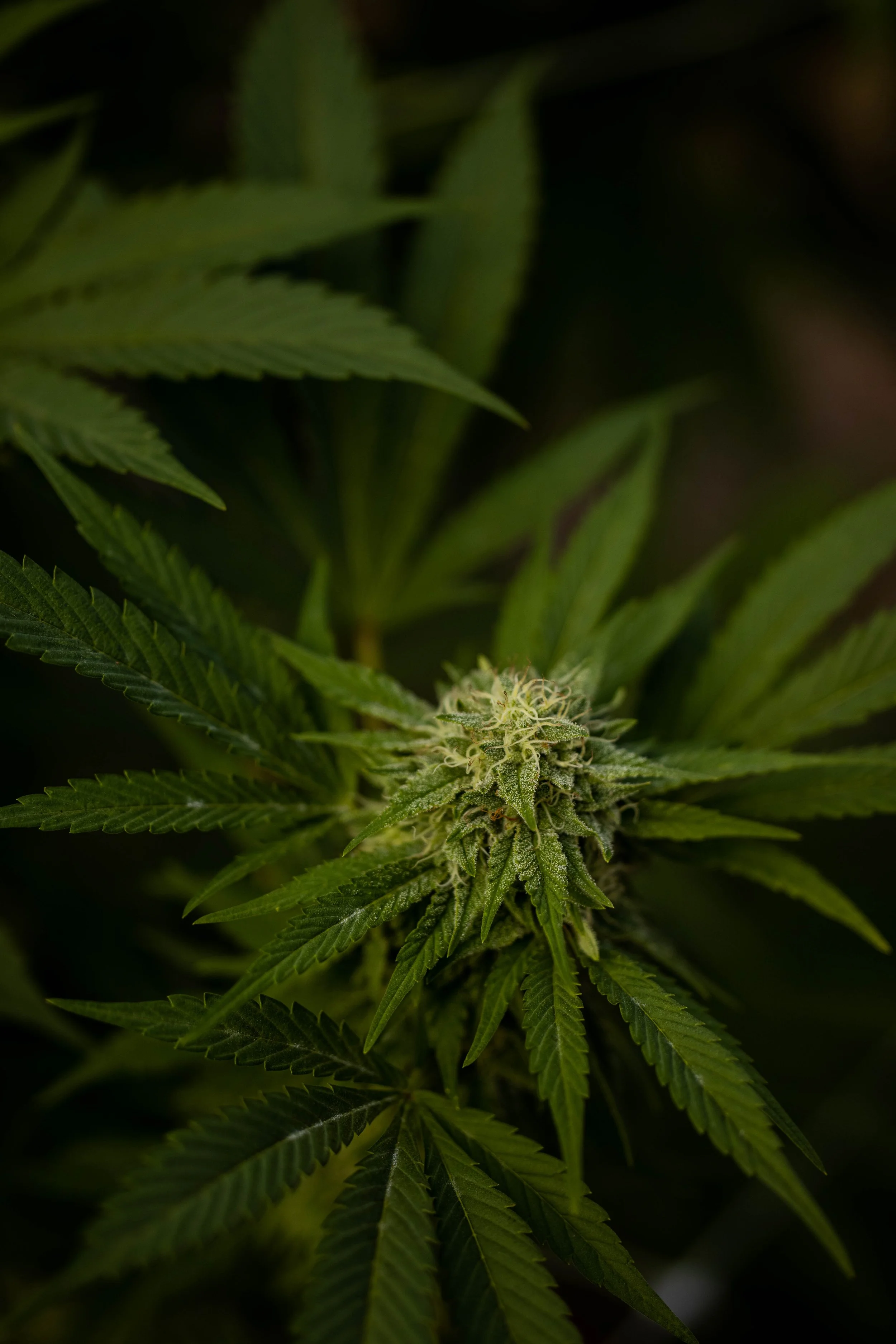 Sun-grown cannabis plants at GOOD BUDS, Salt Spring Island