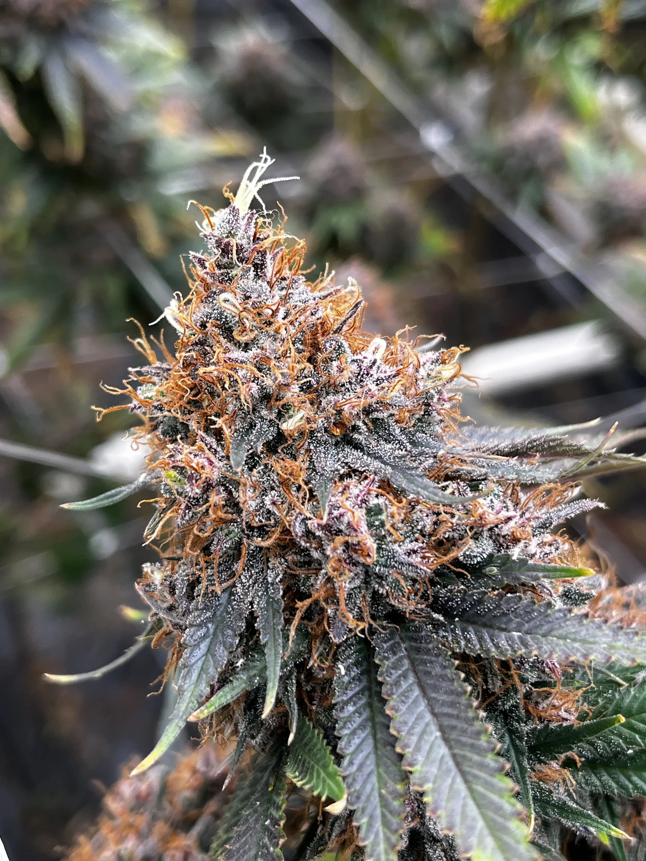Timewarp sun-grown cannabis strain — GOOD BUDS Salt Spring Island