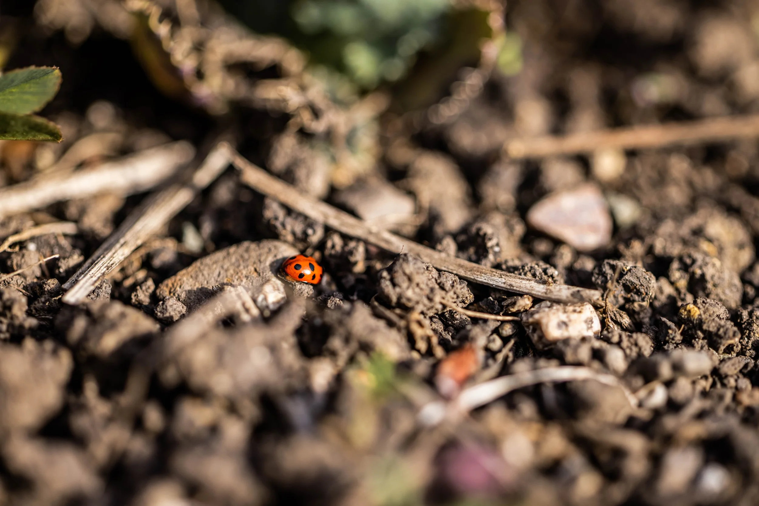 Living soil beds at GOOD BUDS organic cannabis farm