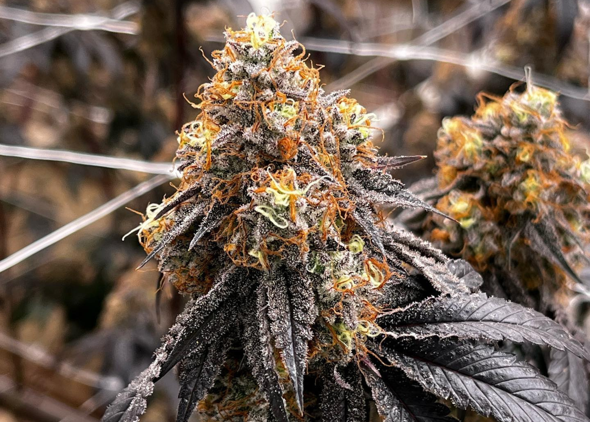 Cookie God cannabis strain — GOOD BUDS