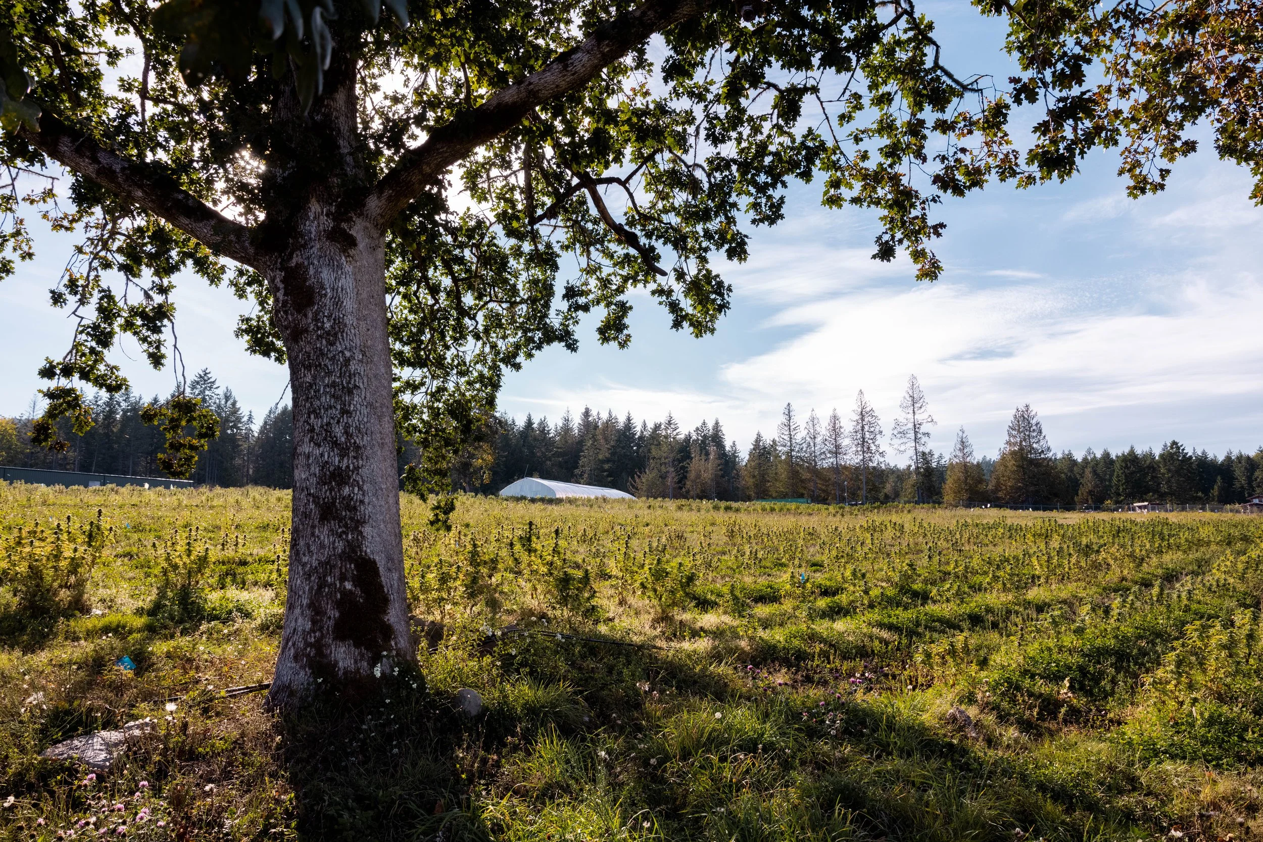 Young Cannabis Plants Growing in the Early Season Good Buds Salt Spring Island