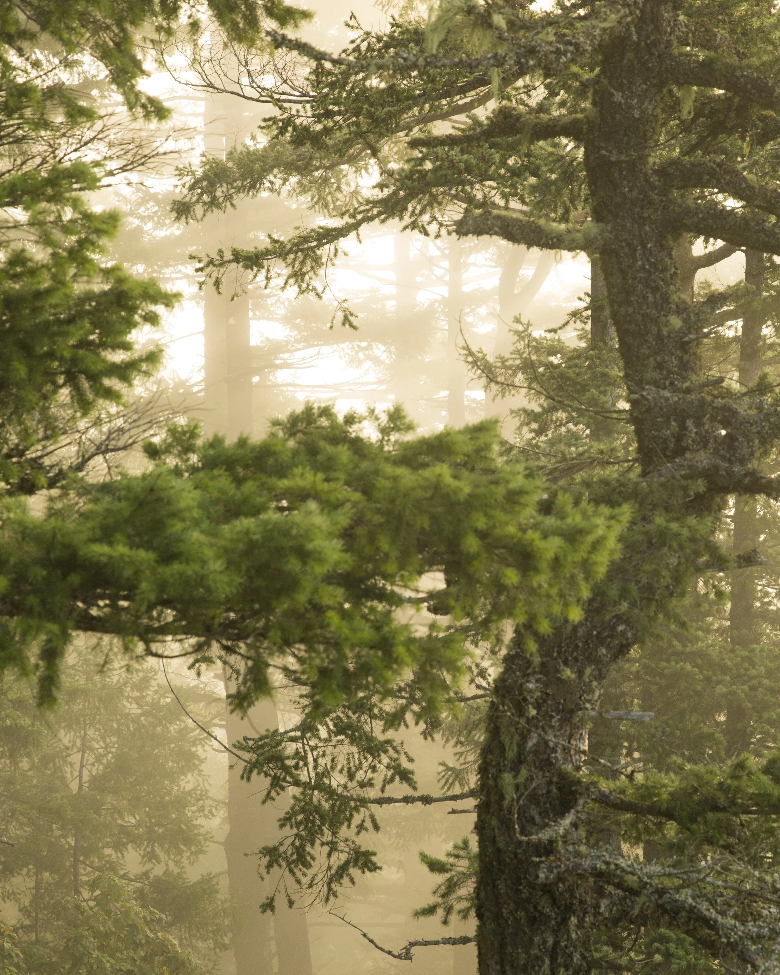 Sunlight filters through foggy pine trees in a forest on Salt Spring Island near the GOOD BUDS family farm