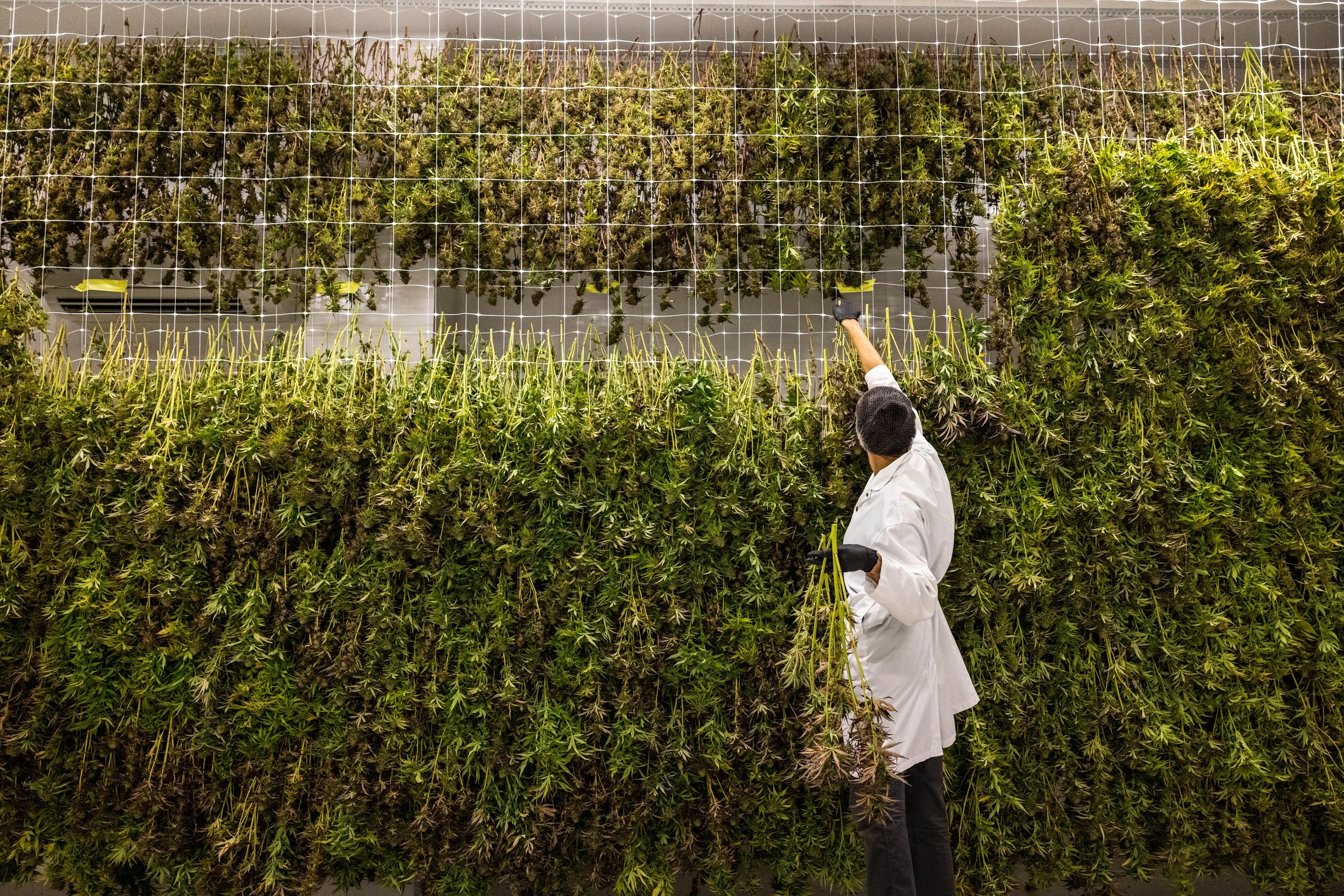 GOOD BUDS cannabis harvest, Salt Spring Island