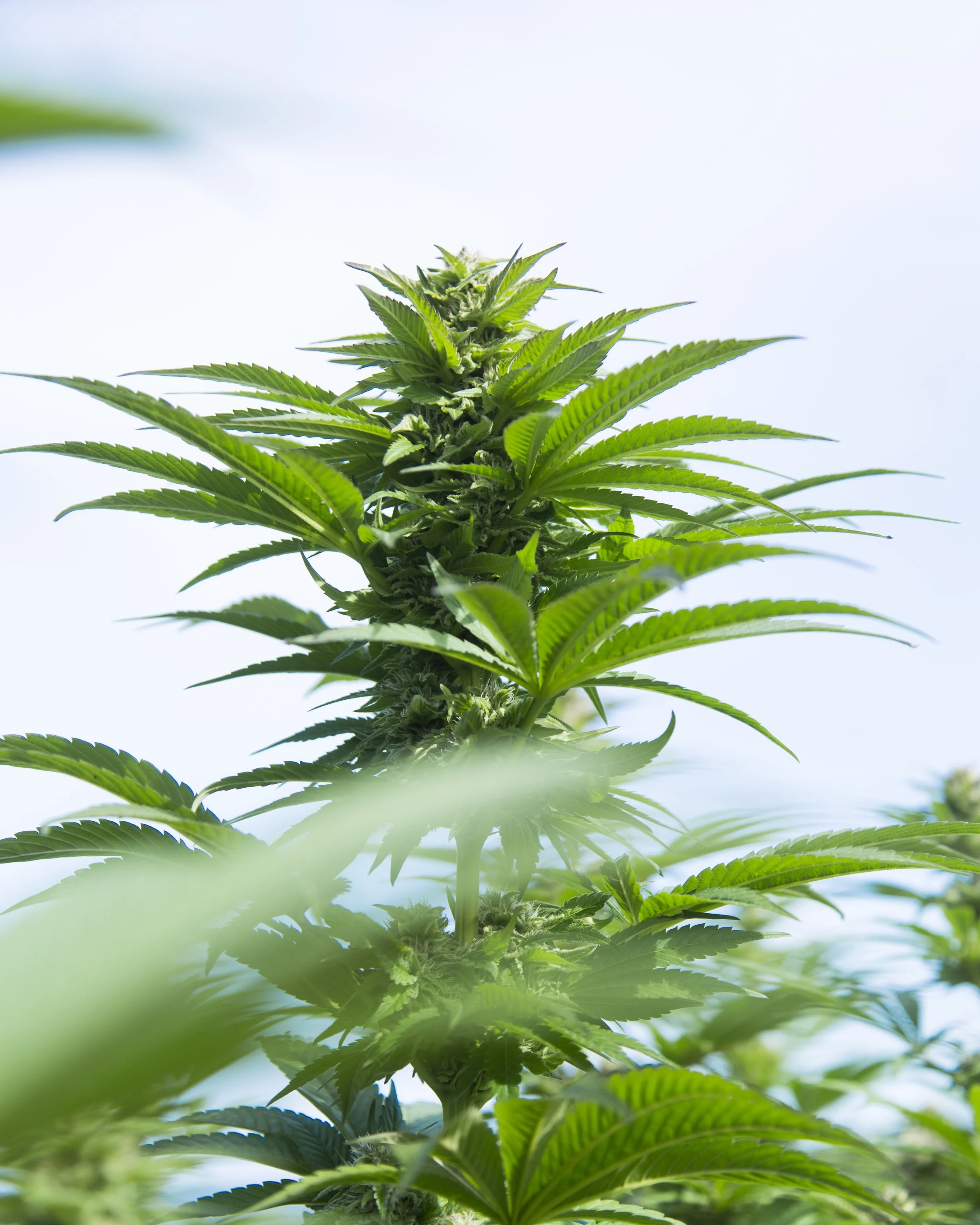 Canada's first licensed outdoor cannabis cultivator — GOOD BUDS