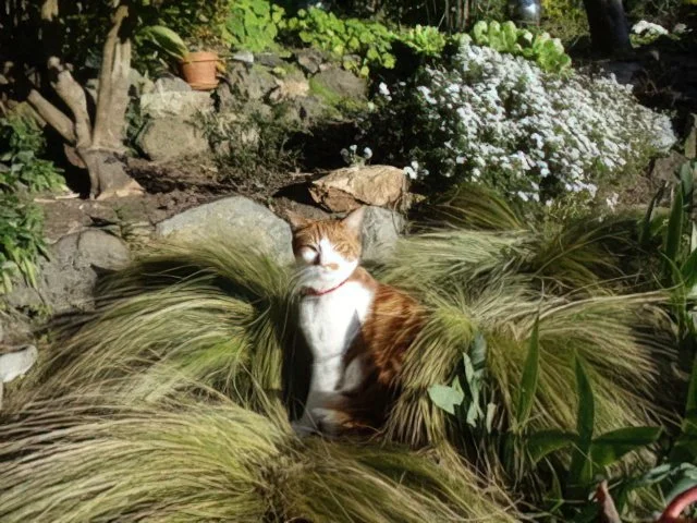 Beau (As in Beau Diddley) The Cat