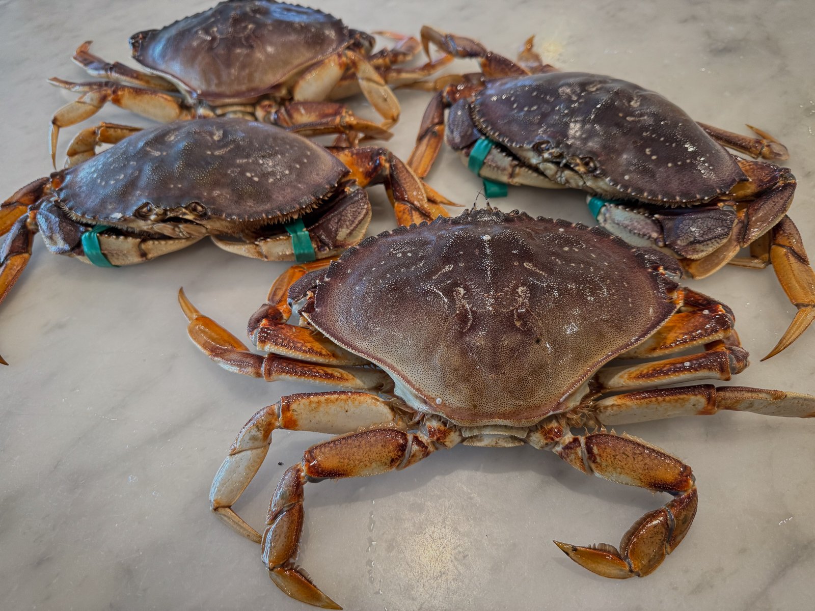 crab-3.jpg
