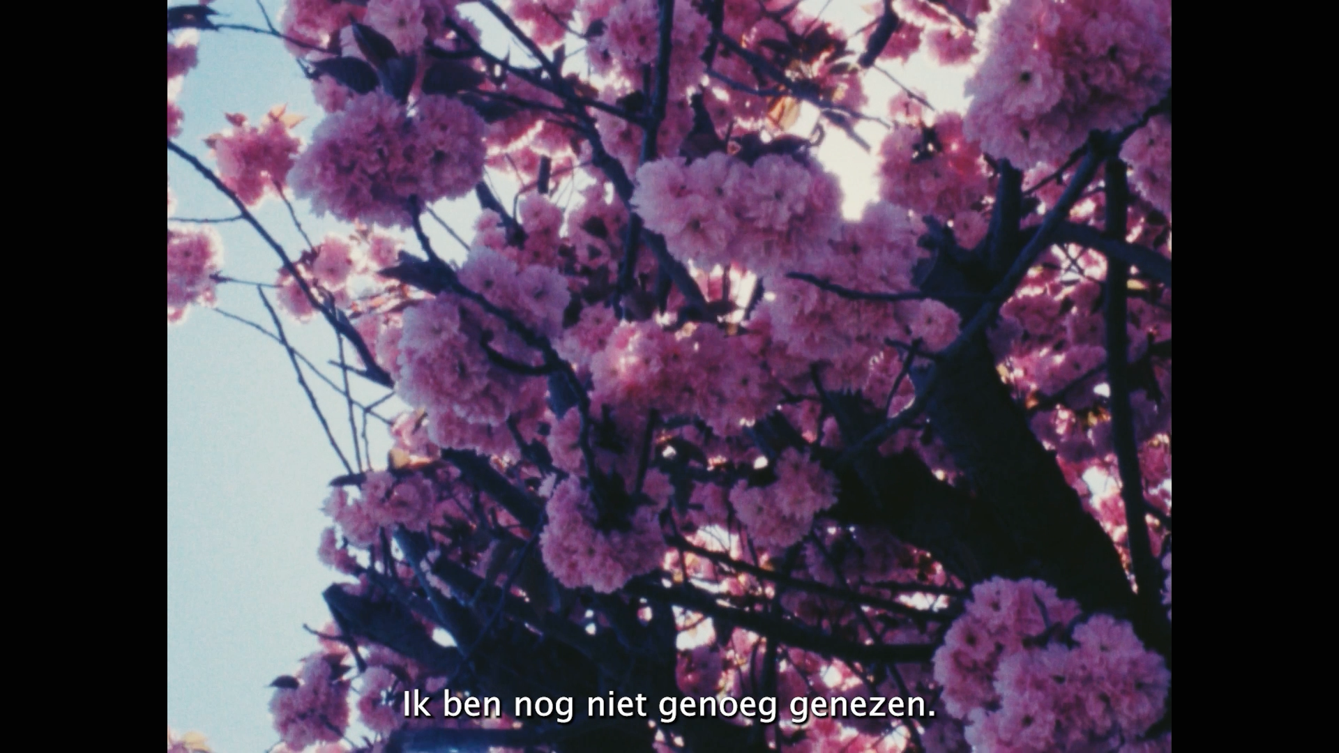 Close-up of pink cherry blossoms on a tree with a clear sky in the background.
