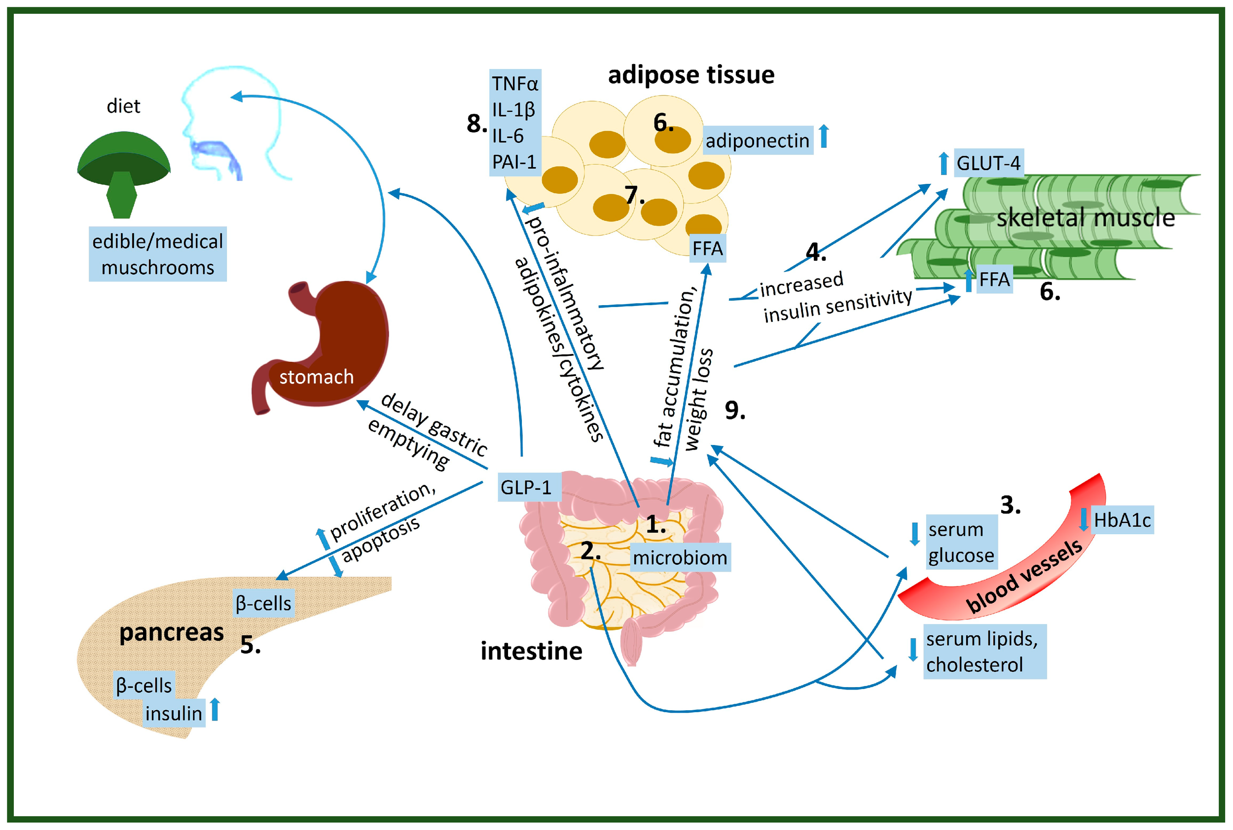 The Importance of Edible Medicinal Mushrooms and Their Potential Use as Therapeutic Agents Against Insulin Resistance