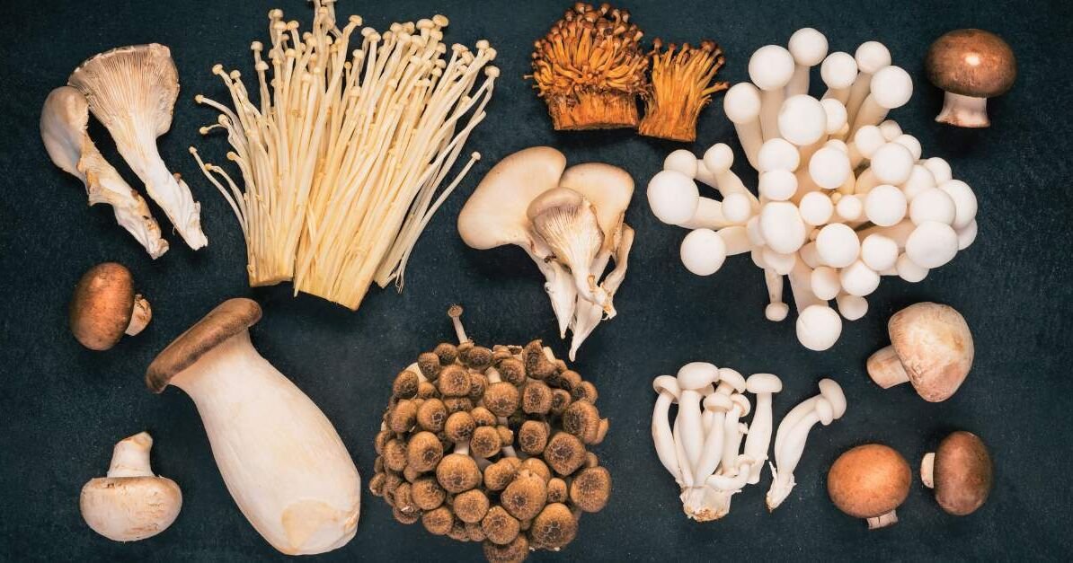 Functional Mushrooms for Focus &amp; Performance: What the Research Is Showing