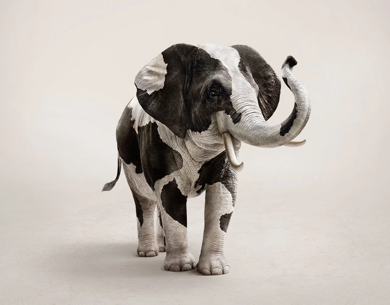 EVERYBODY WANTS TO BE A COW