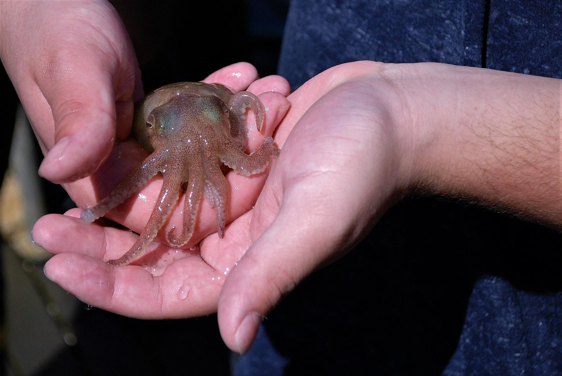 A person holding a small, wet octopus in their hand, with another person’s arm visible in the background.