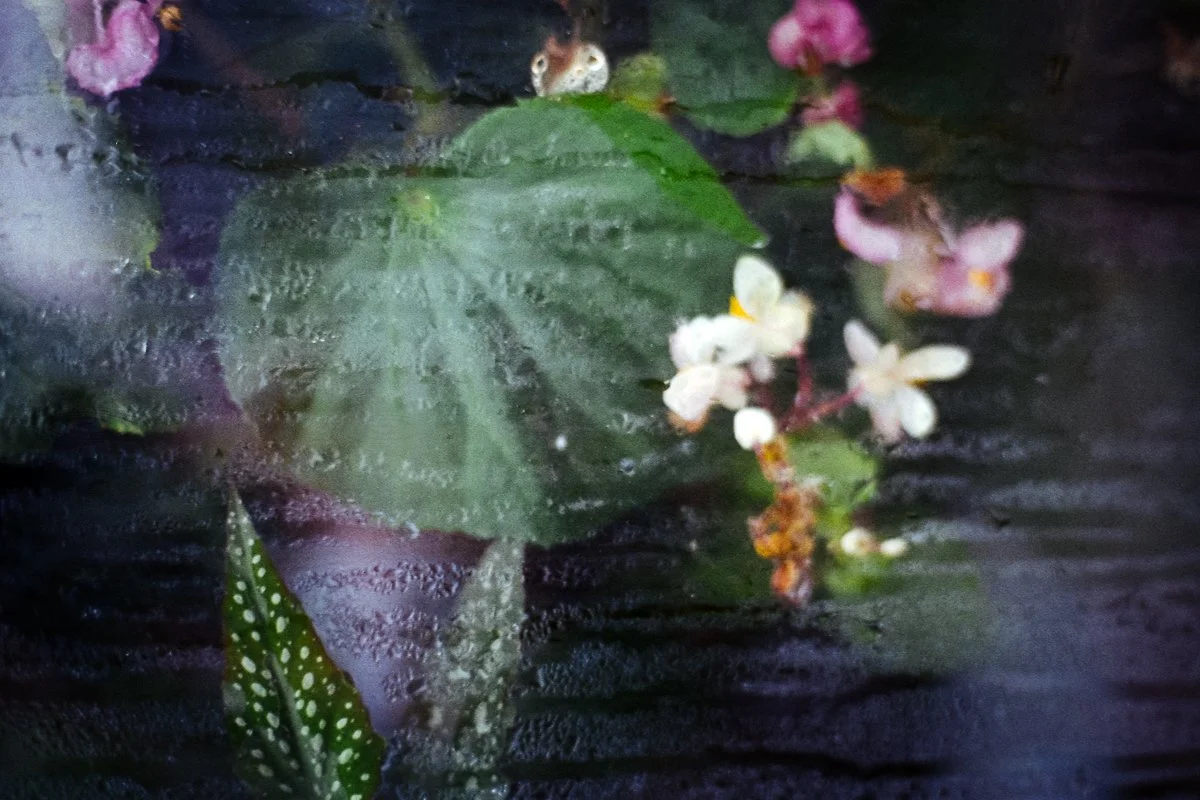 Eine Blume, ein großes grünes Blatt, eine Wasseroberfläche mit Regentropfen. Hochzeit im botanischen garten