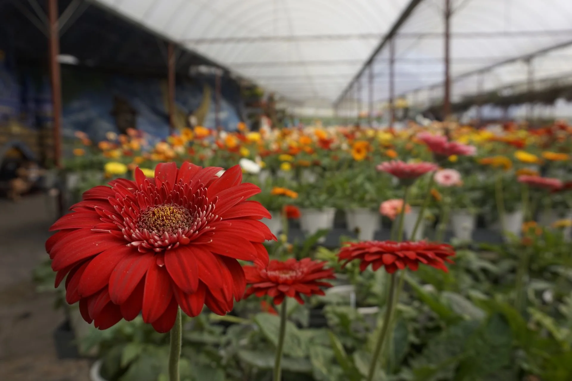 Let’s Look at Plants Together (October 2026)