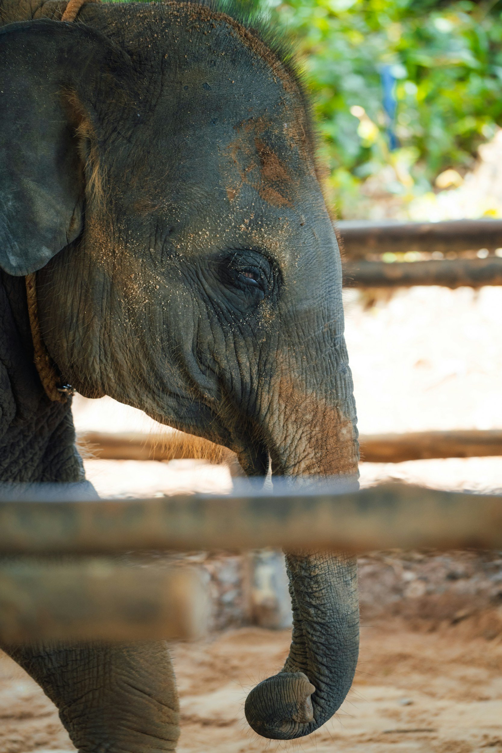 Close-up of a young elephant with dirt on its face, standing outdoors with green foliage in the background.