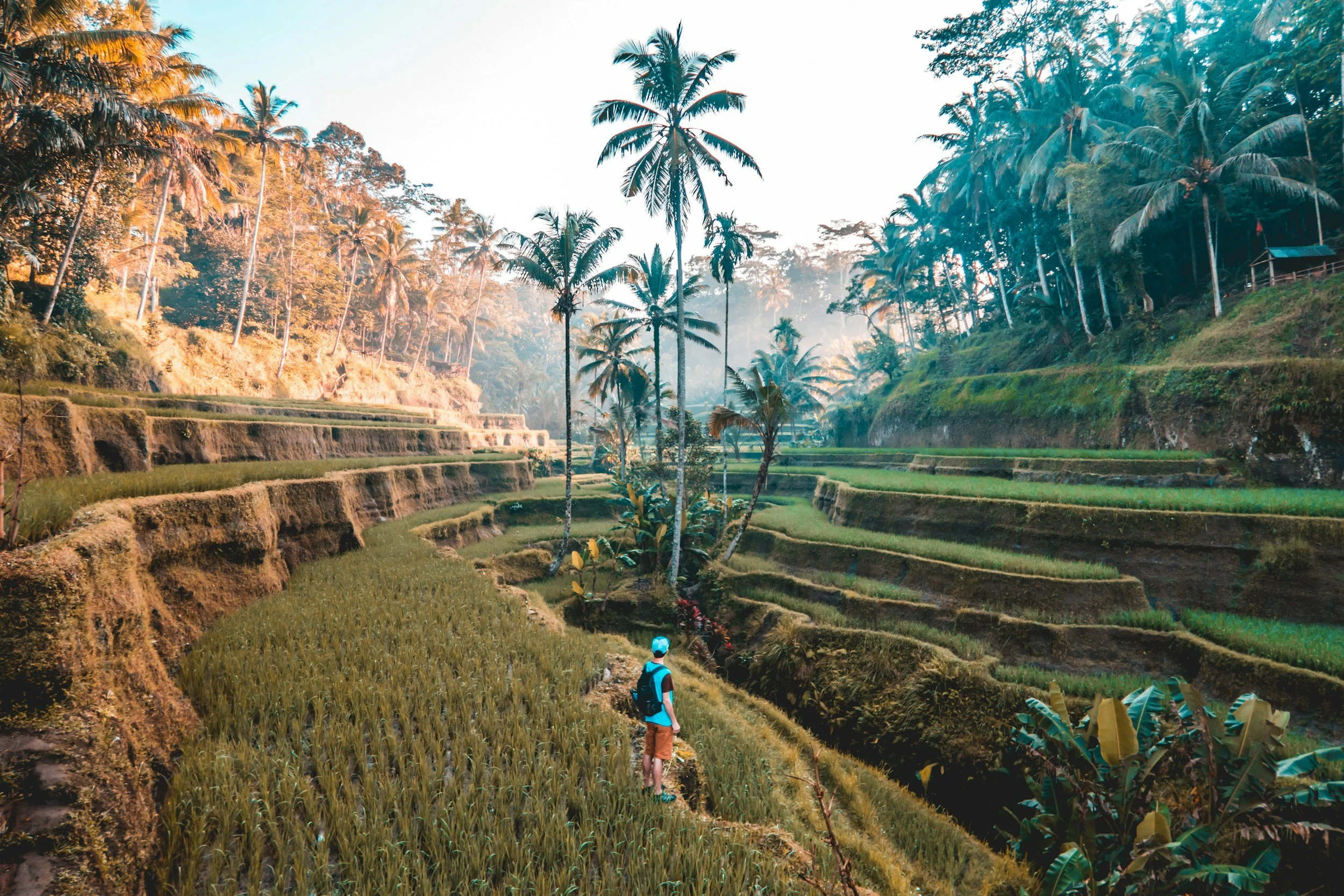 A person stands on a terraced rice field in a tropical landscape with palm trees and dense greenery in the background, under a bright sky.