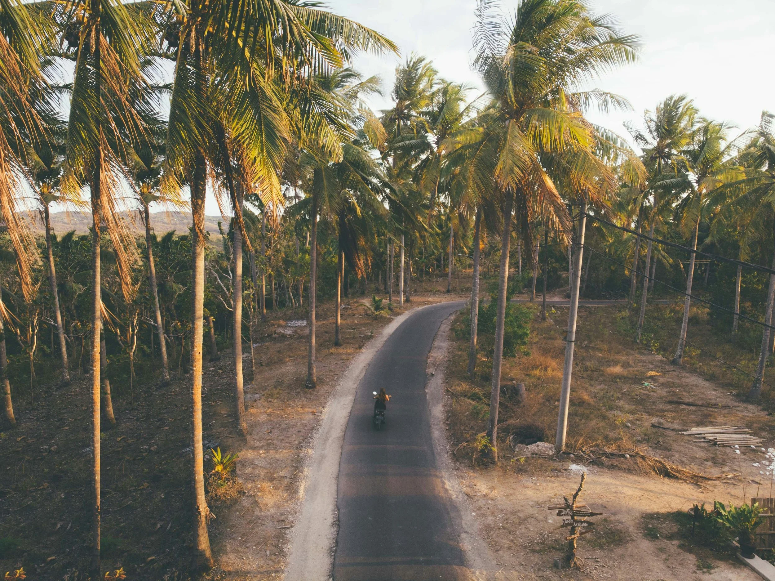 A winding road through a tropical area with numerous tall palm trees and some power lines.