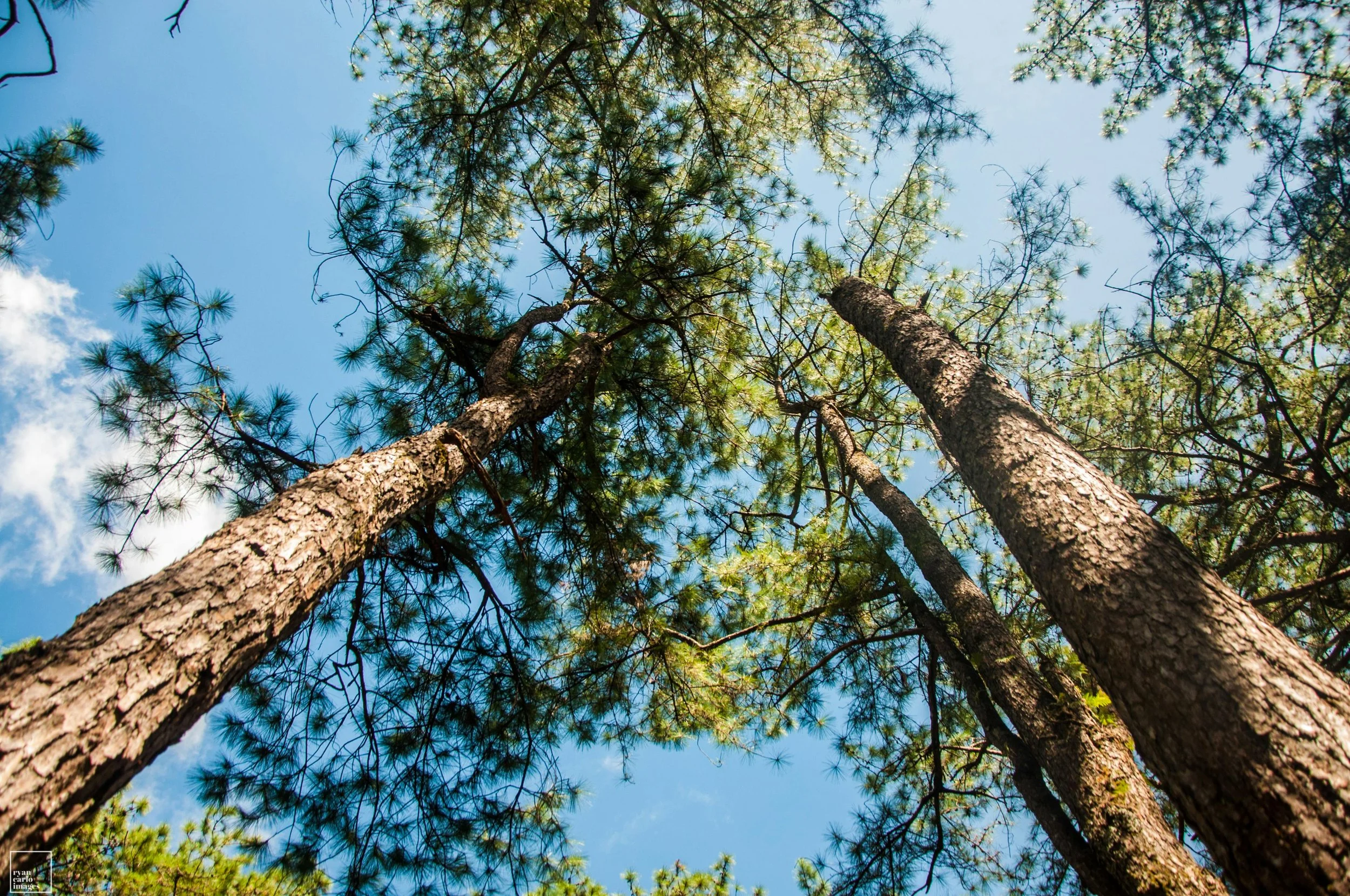 Looking up at tall pine trees with green needles against a bright blue sky.