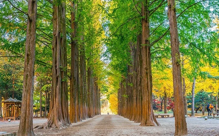 Nami Island with ferry ride.jpg