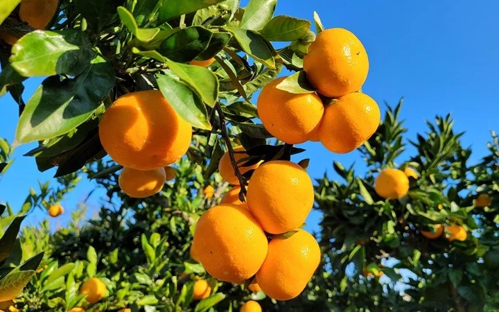 Tangerine Fruit Picking (seasonal).jpg