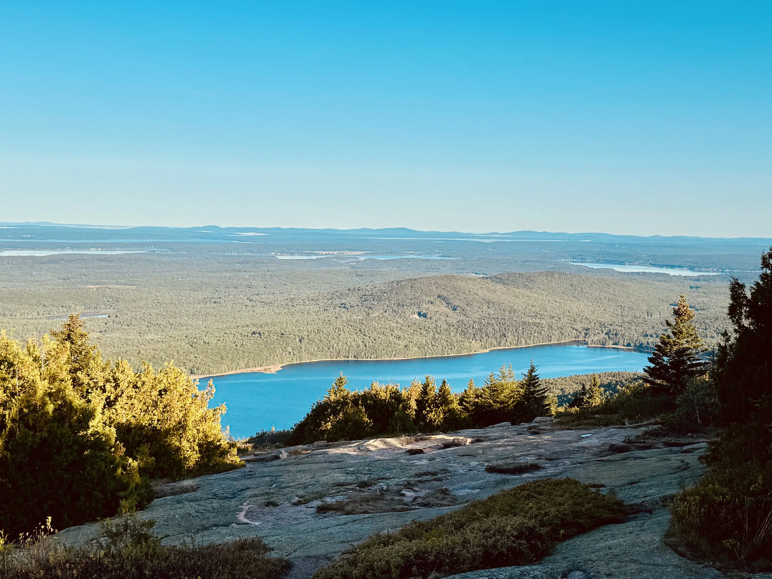 Rooted. Wild. Maine.