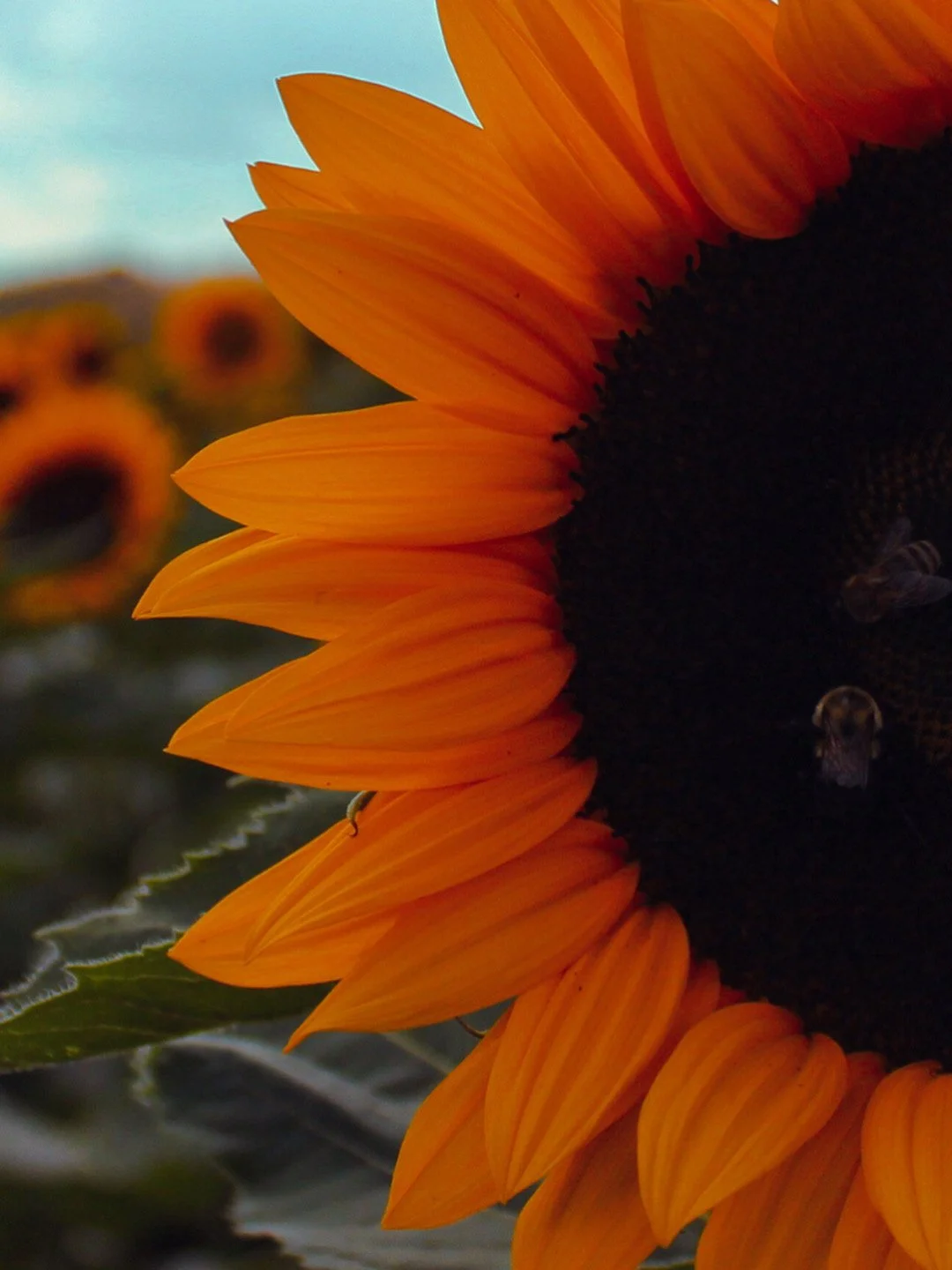 Proof of the sunlight effect - everything good in me grew from her light