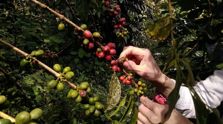 coffee beans Bolivia Yungas