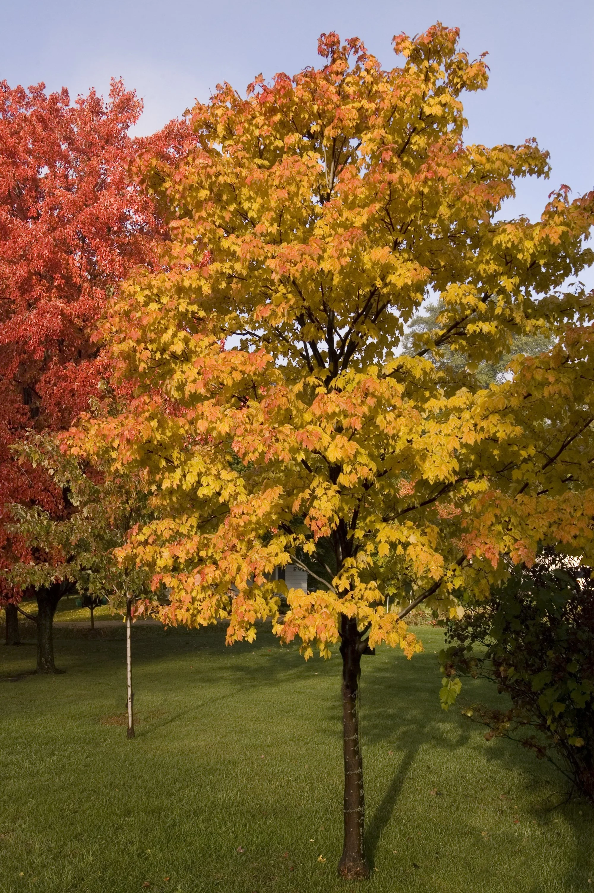 Acerplat Emerald Lustre Maple Tree